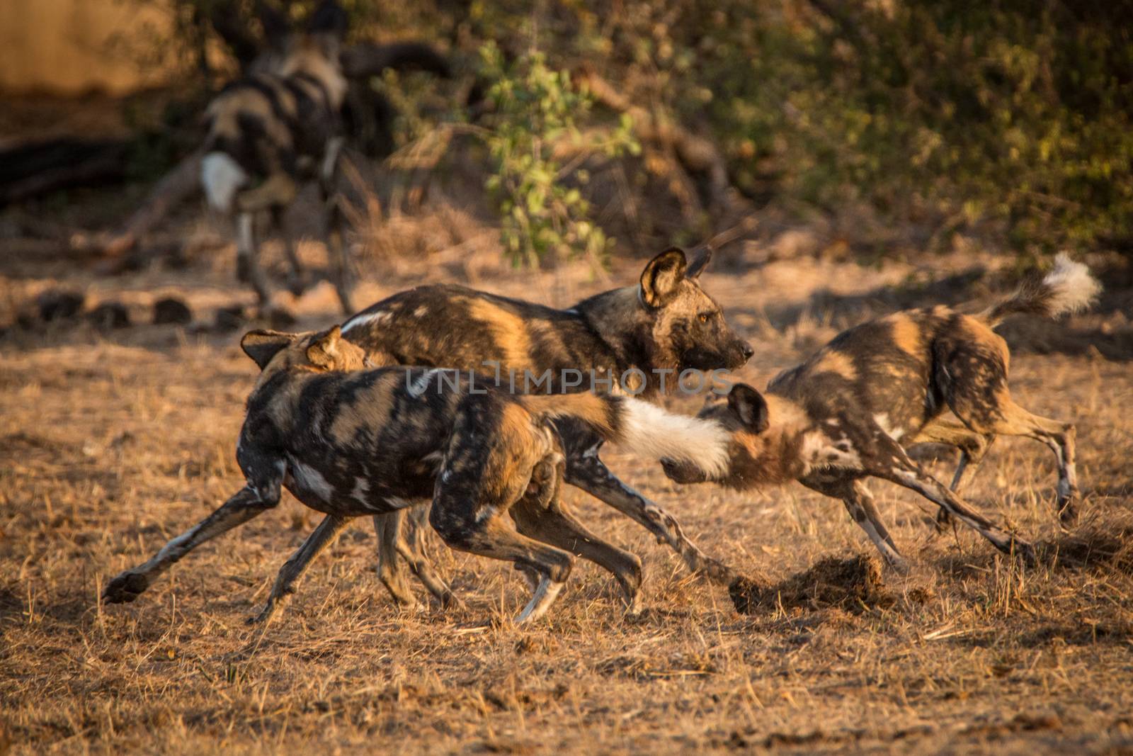 African wild dogs playing together in the Kruger National Park, South Africa.