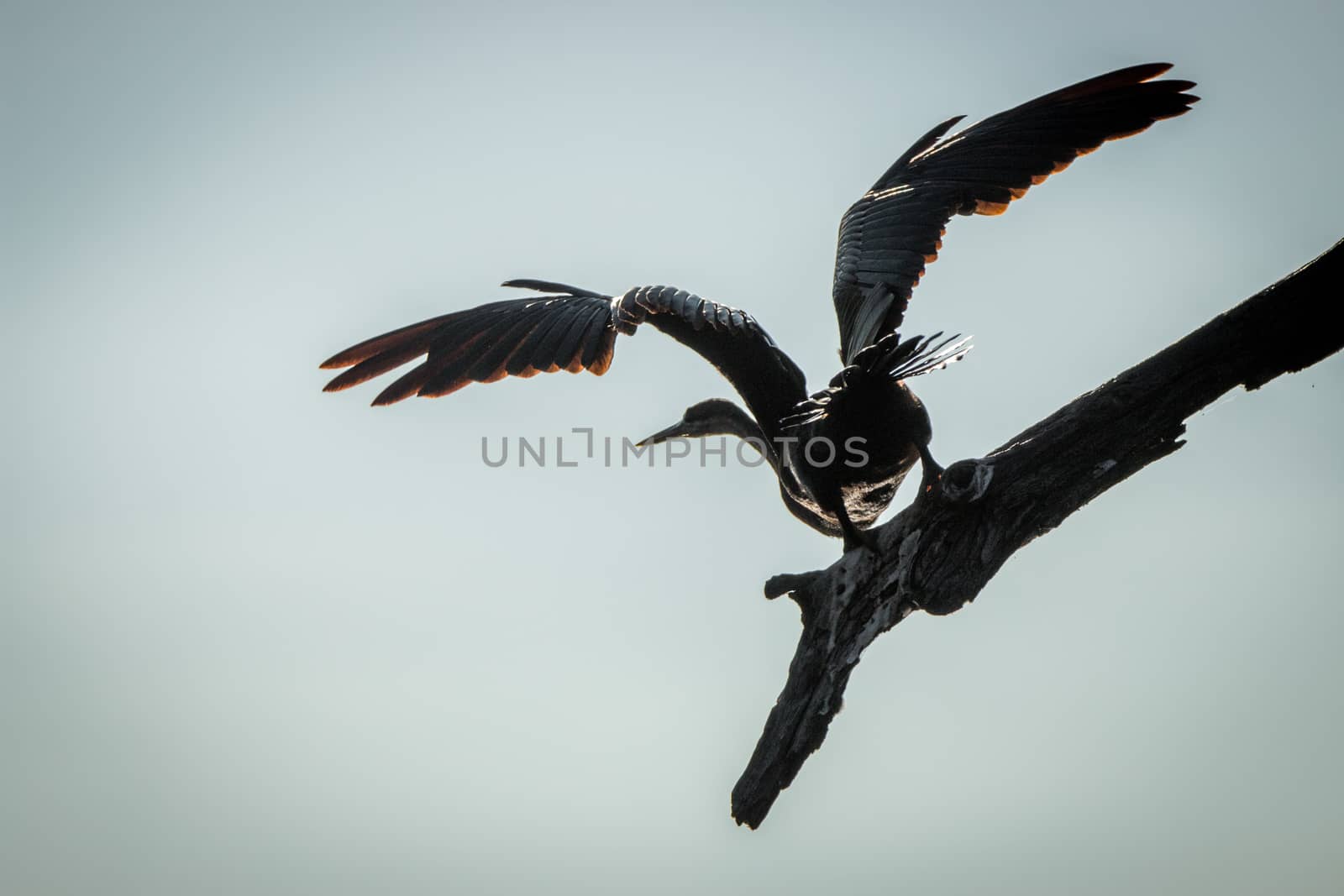 An African darter taking off from a branch in the Kruger National Park, South Africa.