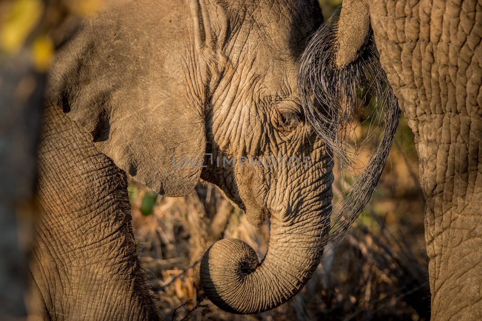 Elephant eating in the Kruger National Park, South Africa