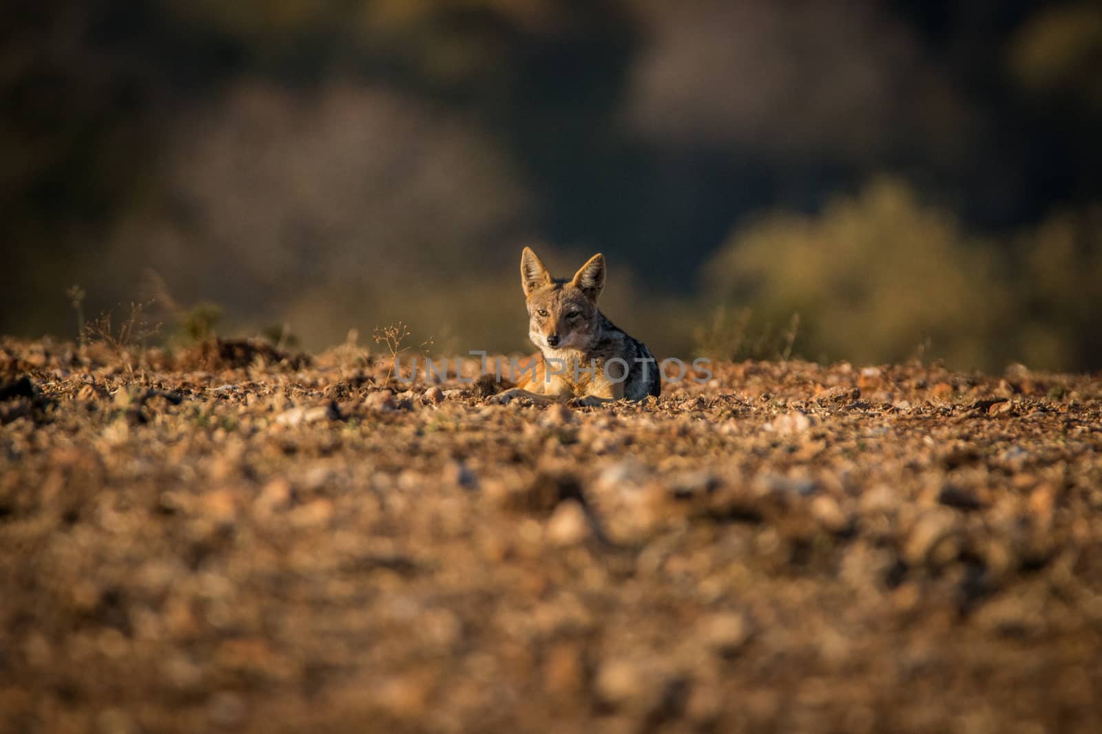 A Black-backed jackal laying on the ground. by Simoneemanphotography