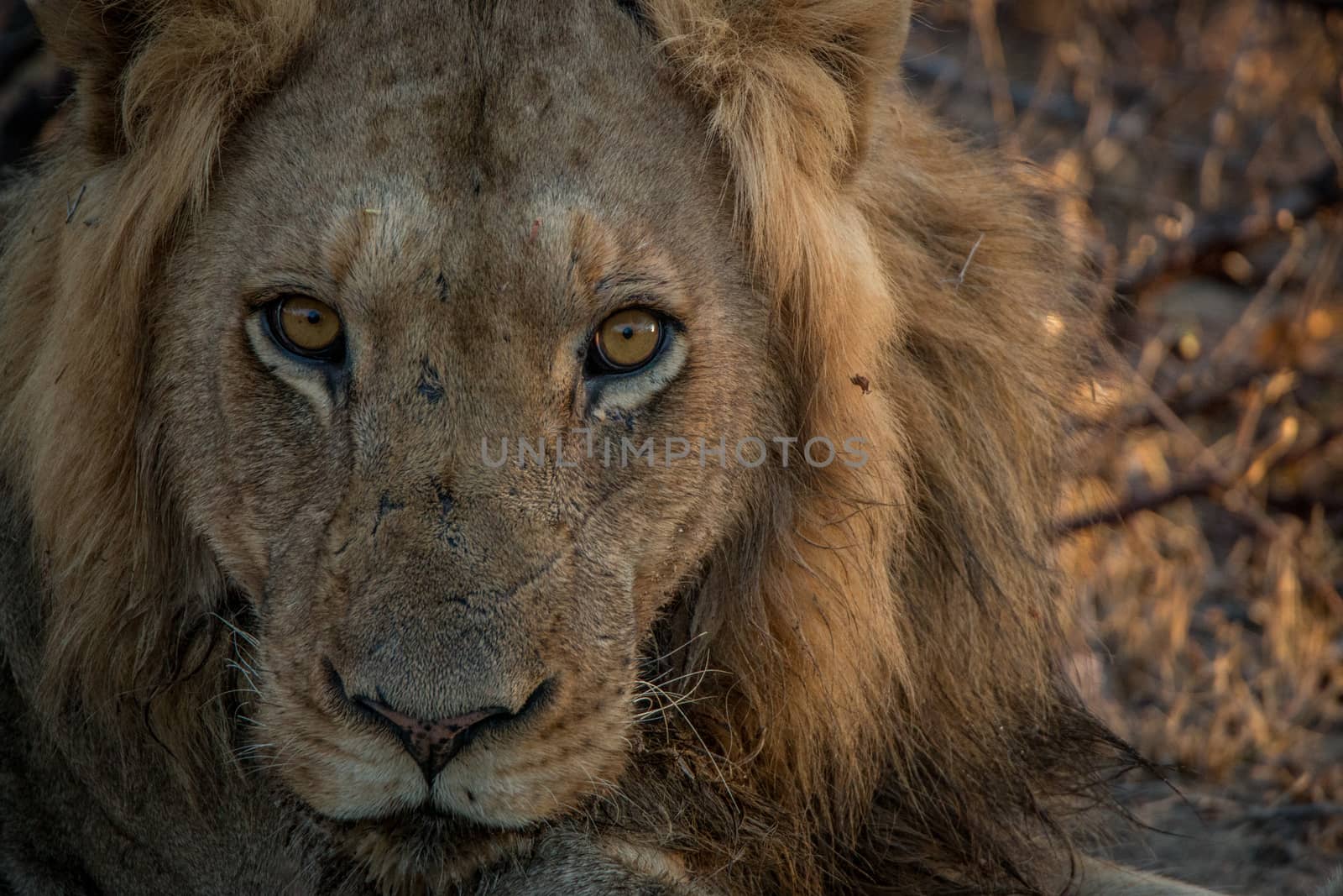 A male Lion starring in the Kruger National Park. by Simoneemanphotography