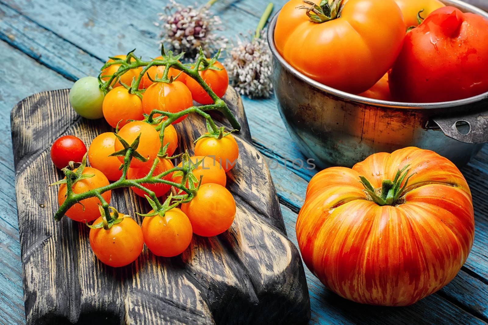 Harvest of summer yellow tomatoes on wooden background