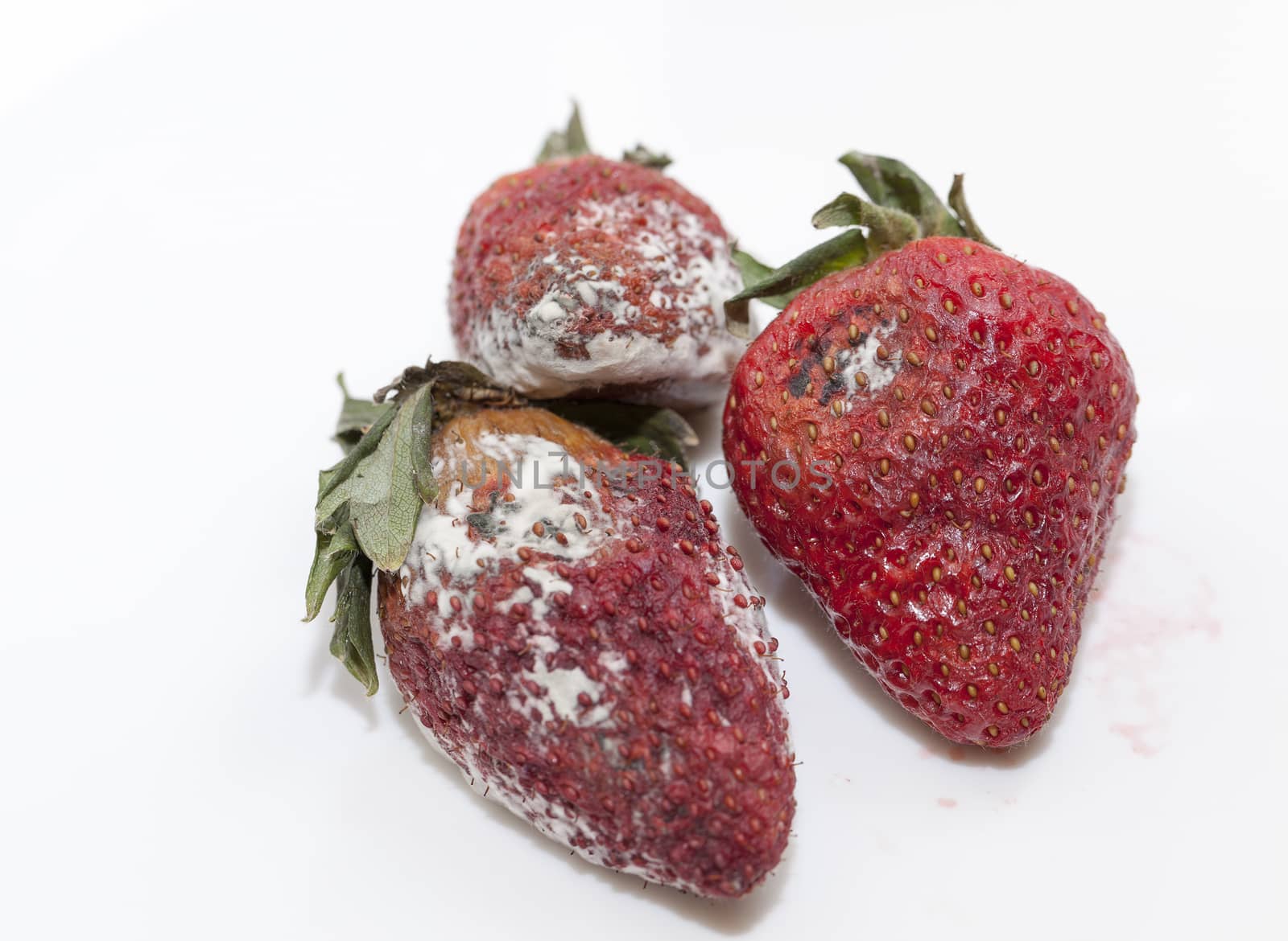 Strawberry with mold by avq
