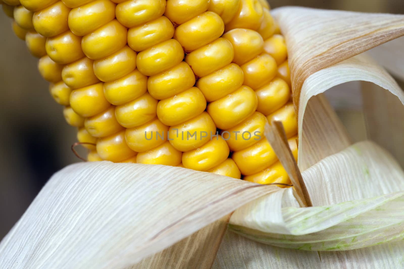 Agricultural field on which photographed mature yellowed corn, close up, natural foods
