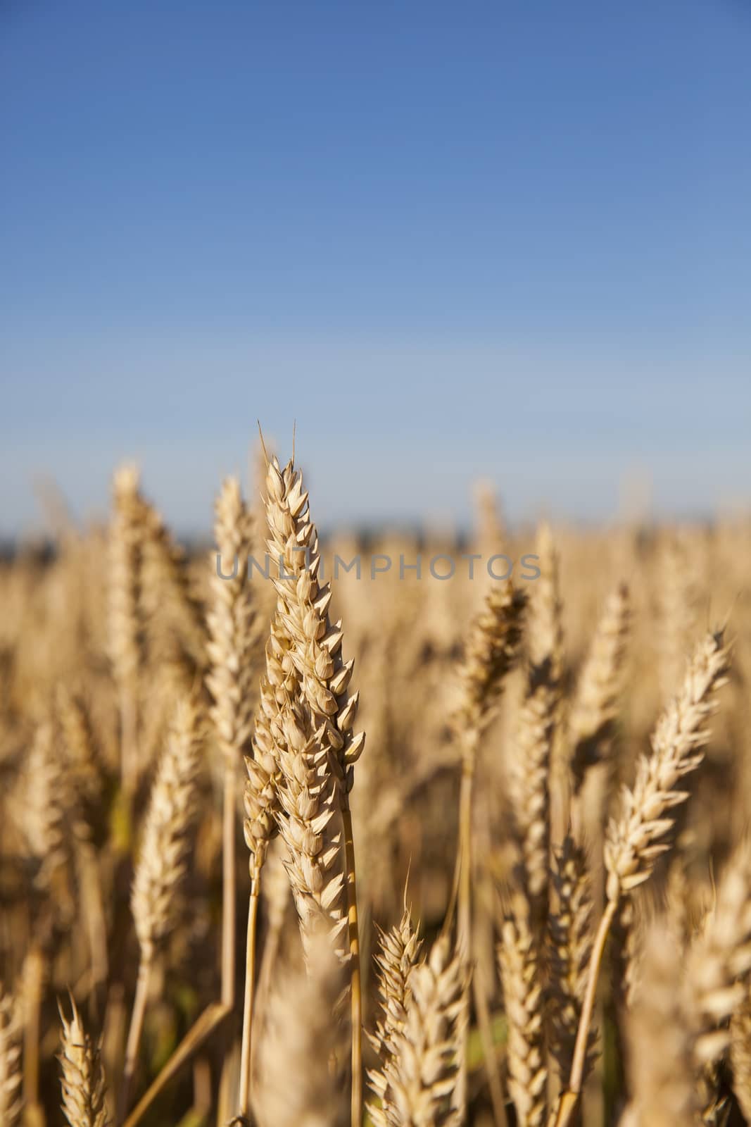 Agricultural field on which grow ripe yellowed cereals