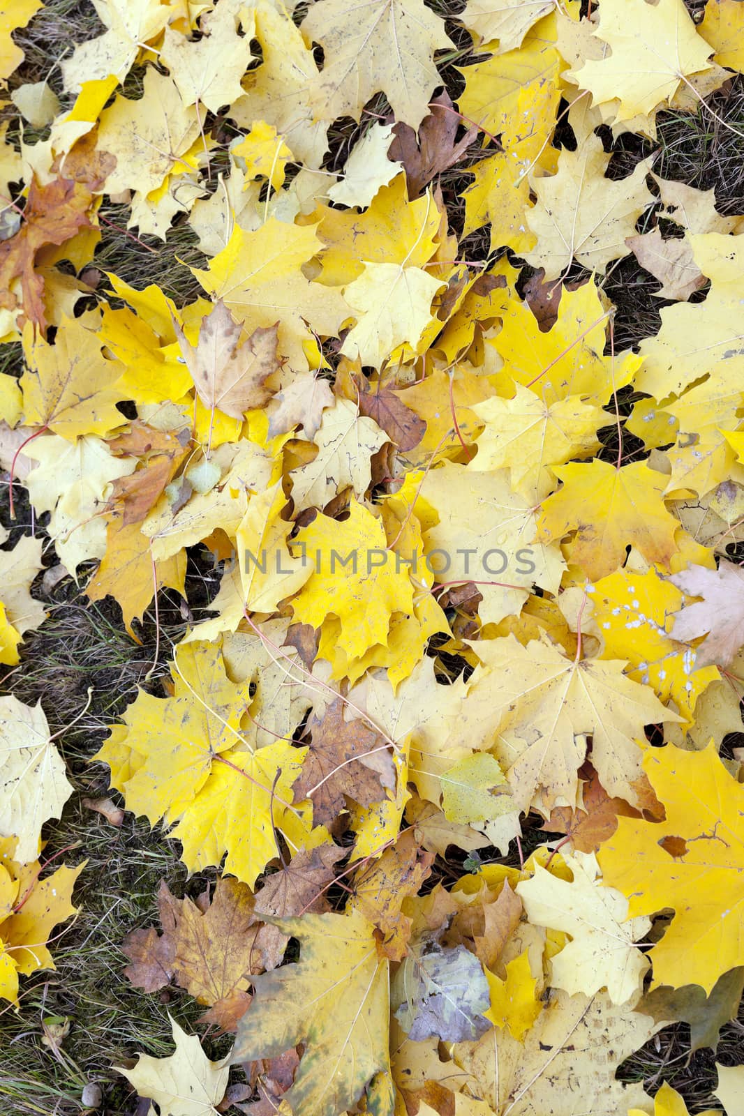 photographed trees and foliage in the autumn, the location - a park,