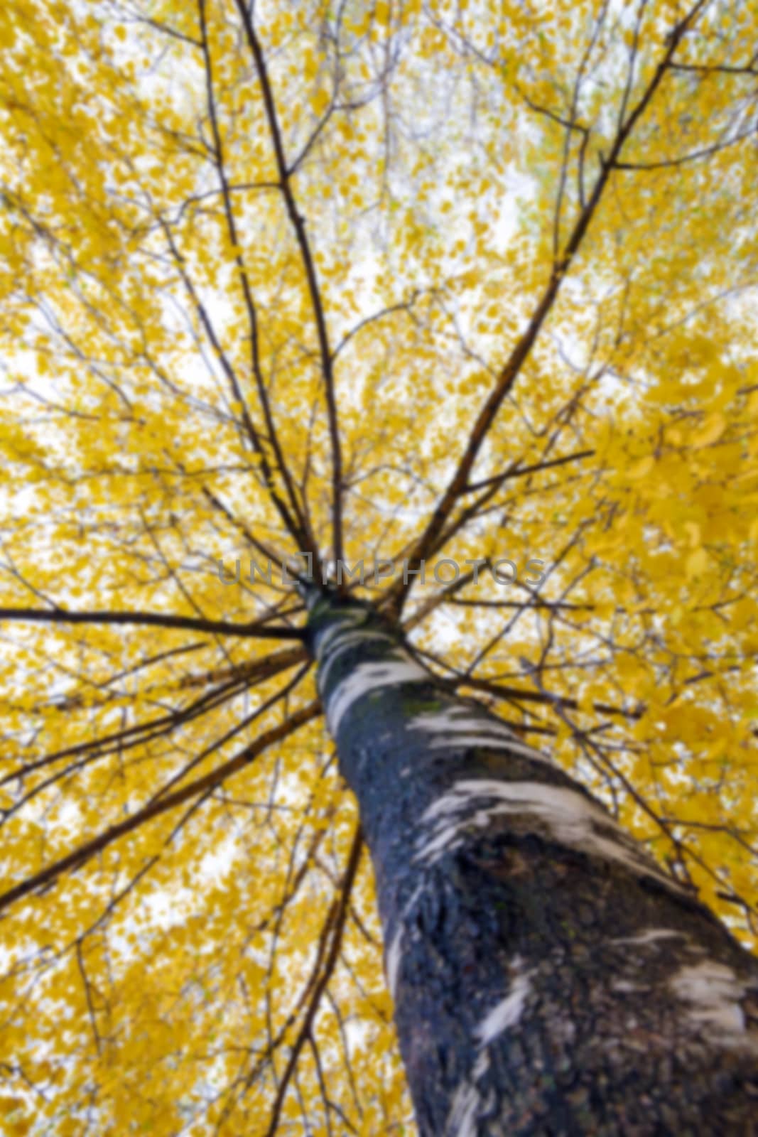 photographed trees and foliage in the autumn, the location - a park, defocus