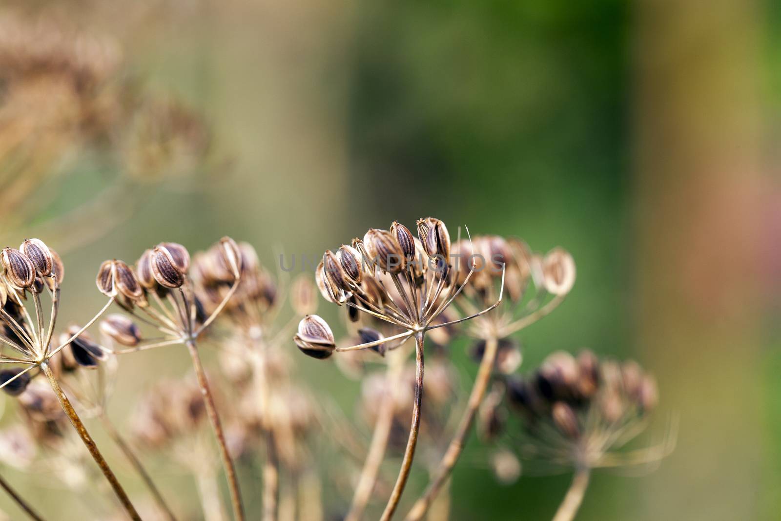 photographed close-up of ripe seeds of dill, a small depth of field