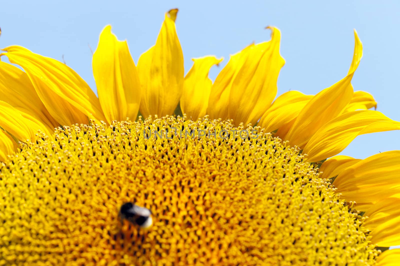 flower Sunflower, close-up by avq
