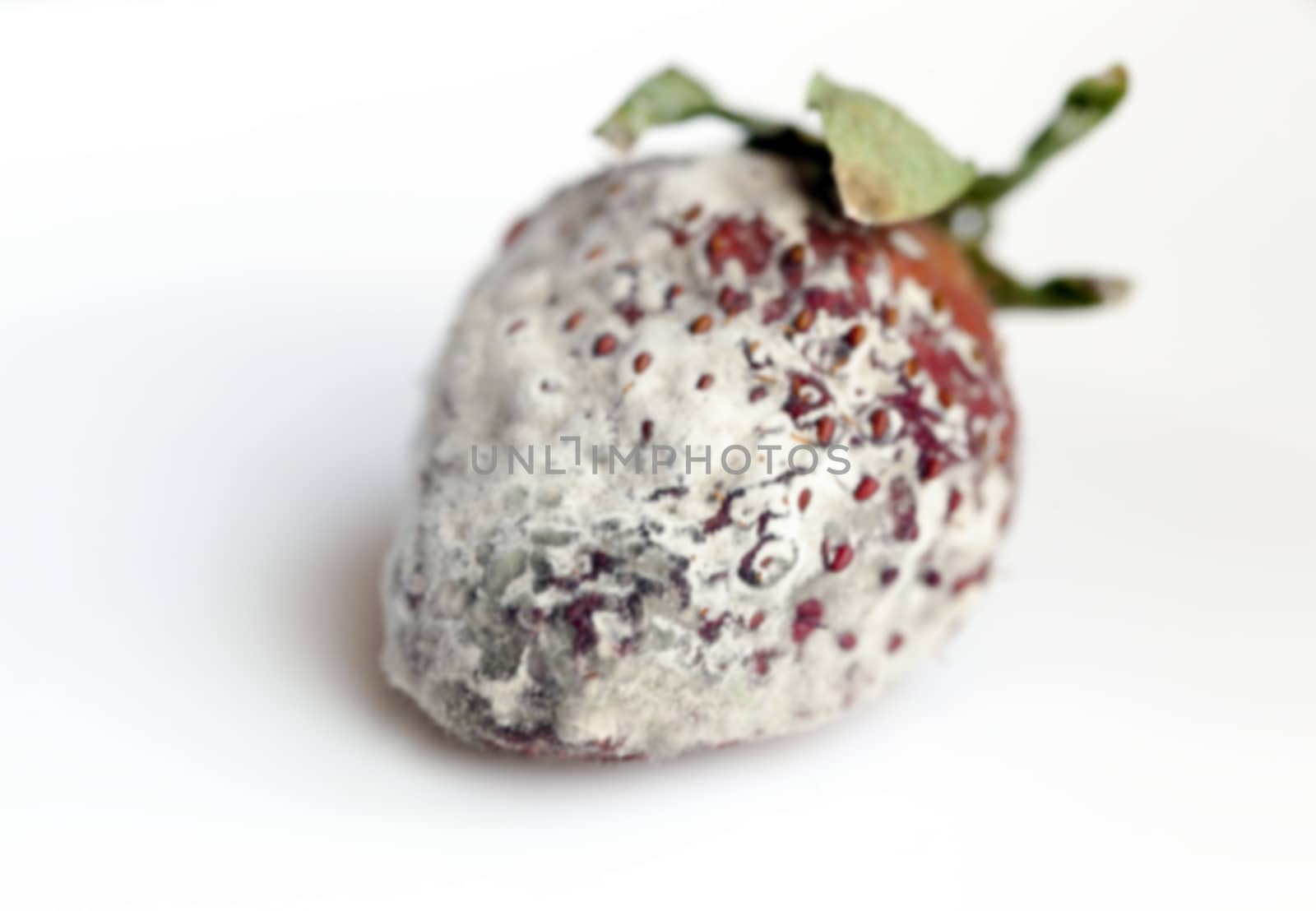 photographed red ripe strawberries, covered with white mold, spoiled strawberries closeup, defocus