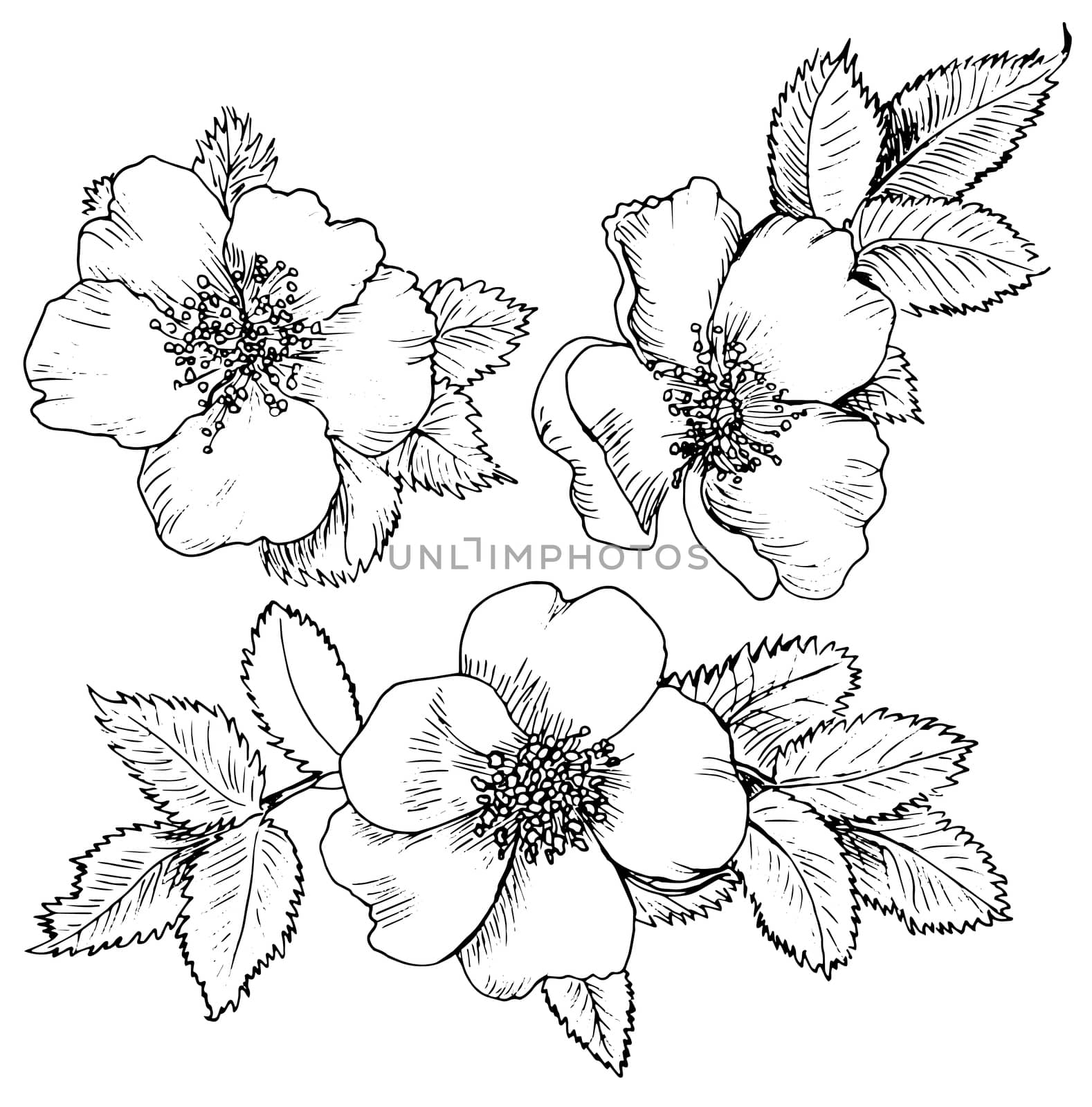 dogrose hand drawn flowers 