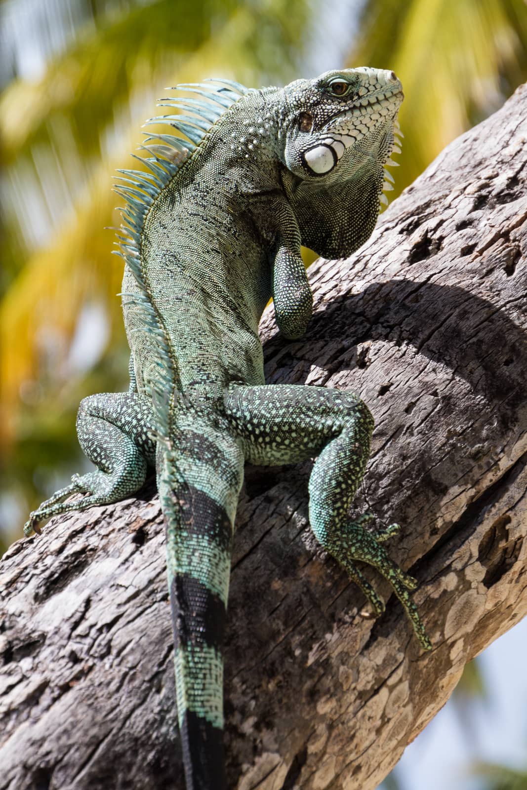 Green Iguana lizard. by kasto