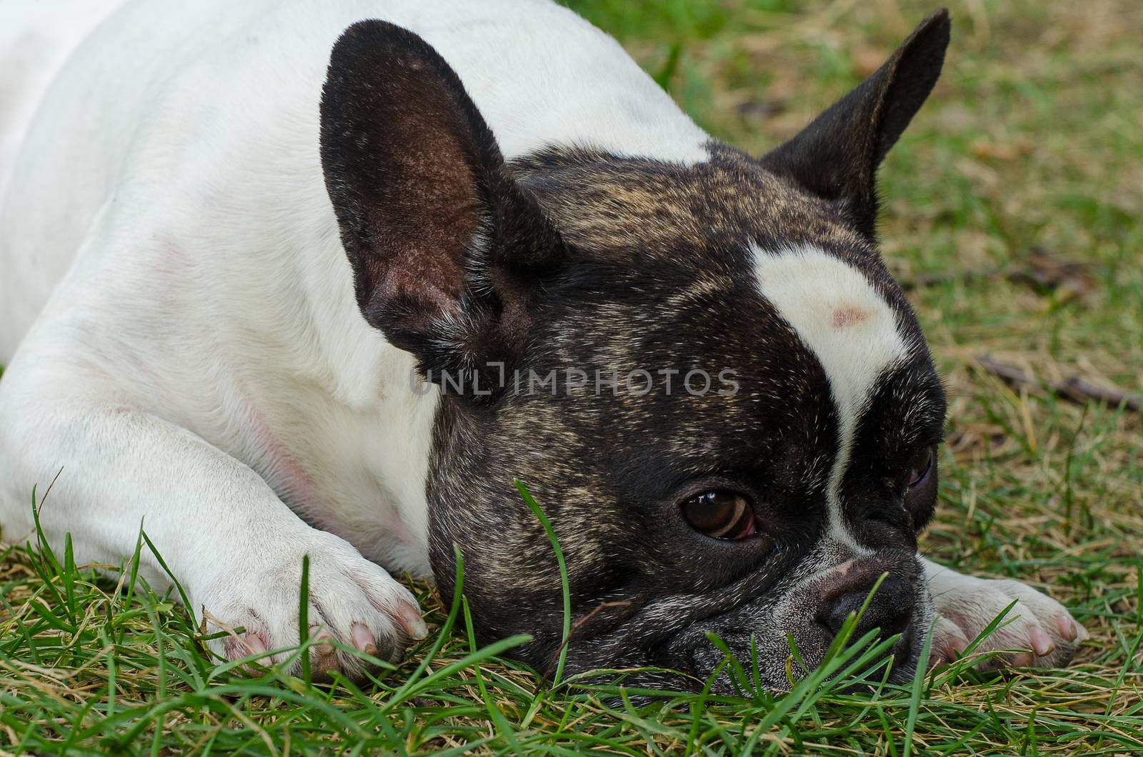 French bulldog walking on the street looking at me