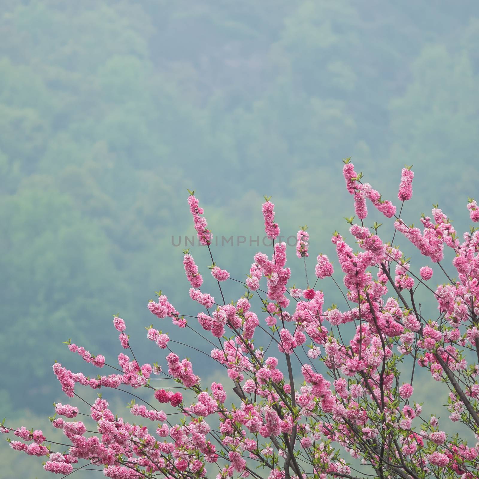 Peach trees blossoming in the mist by the Xi Hu lake in China