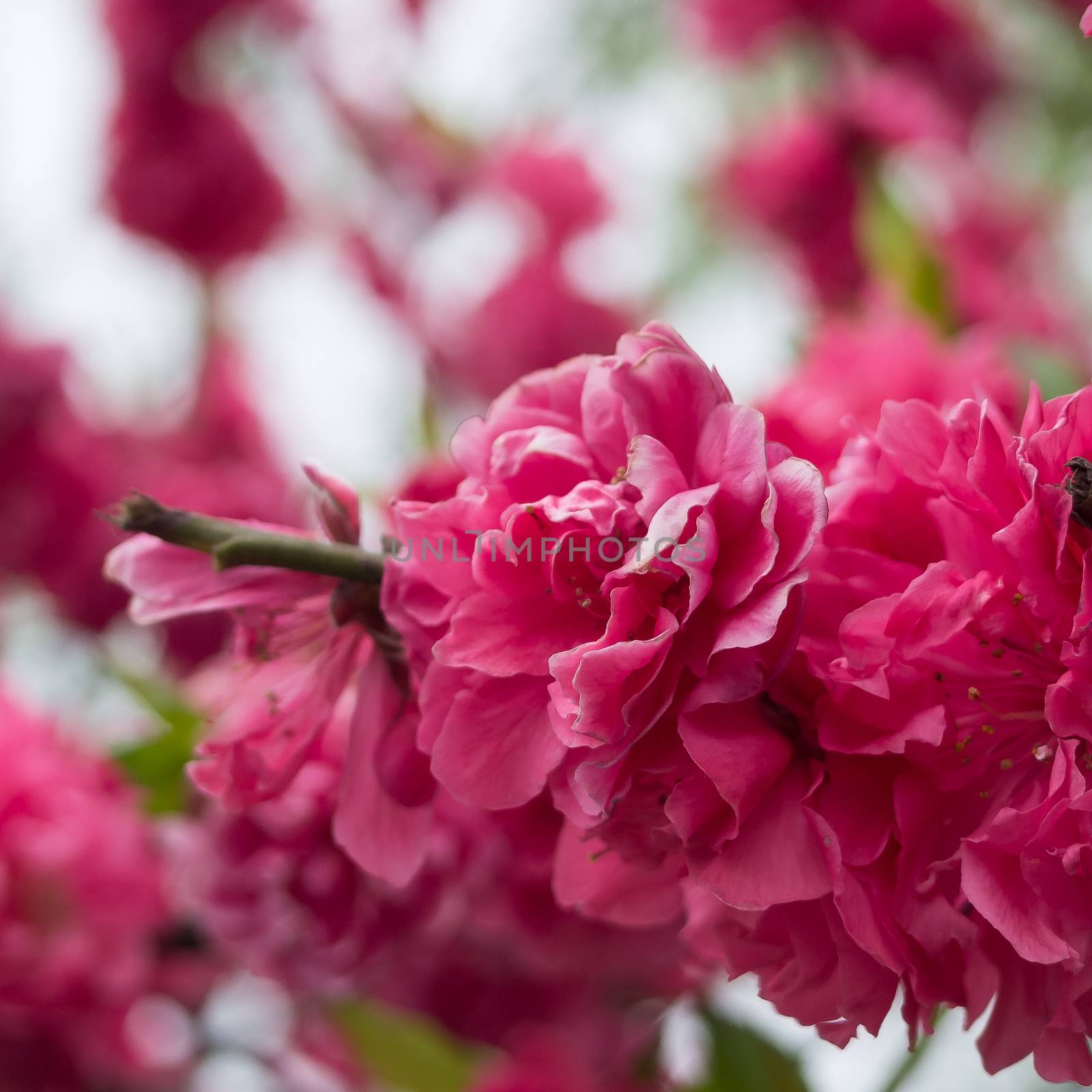 Peach trees blossoming by simpleBE