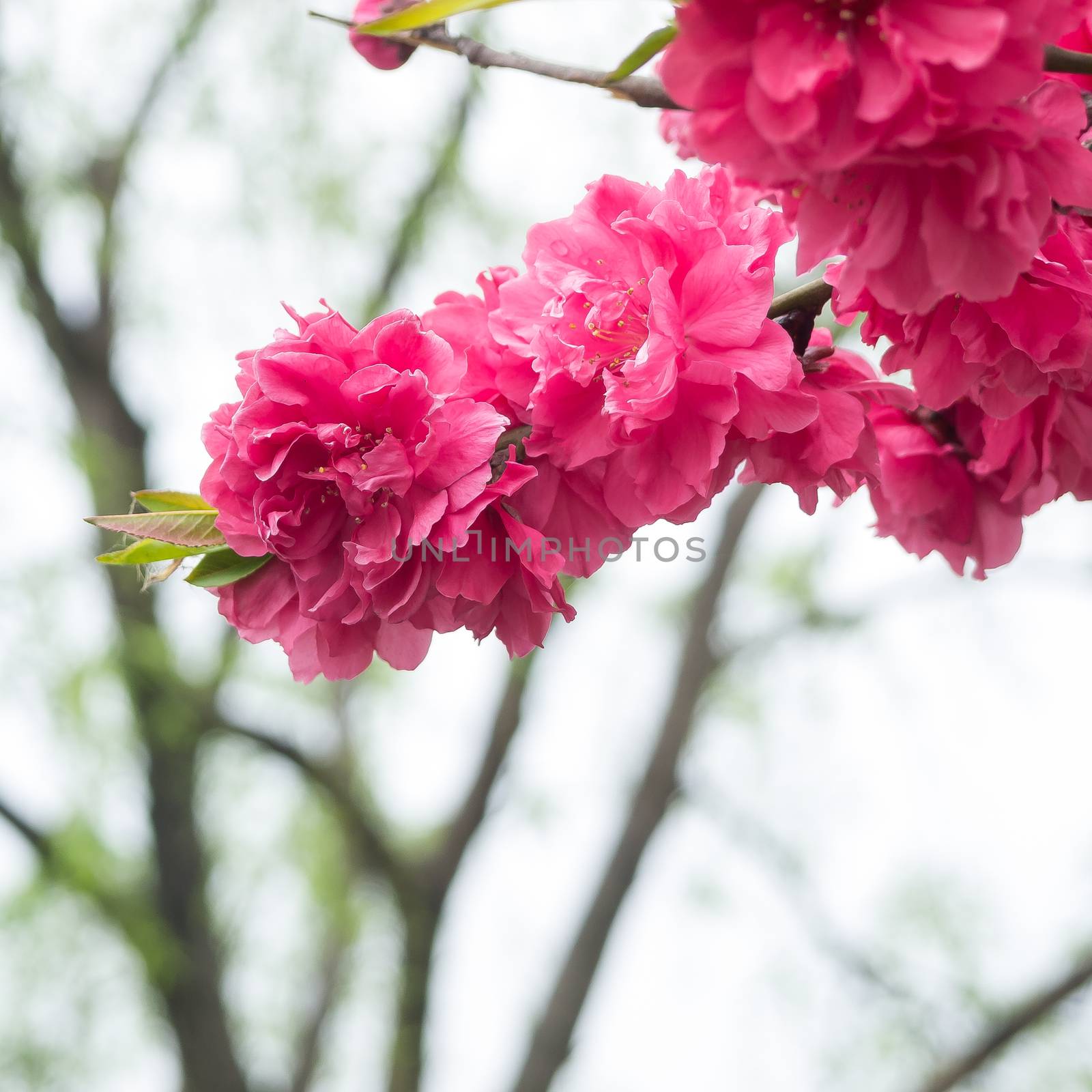 Peach trees blossoming by simpleBE