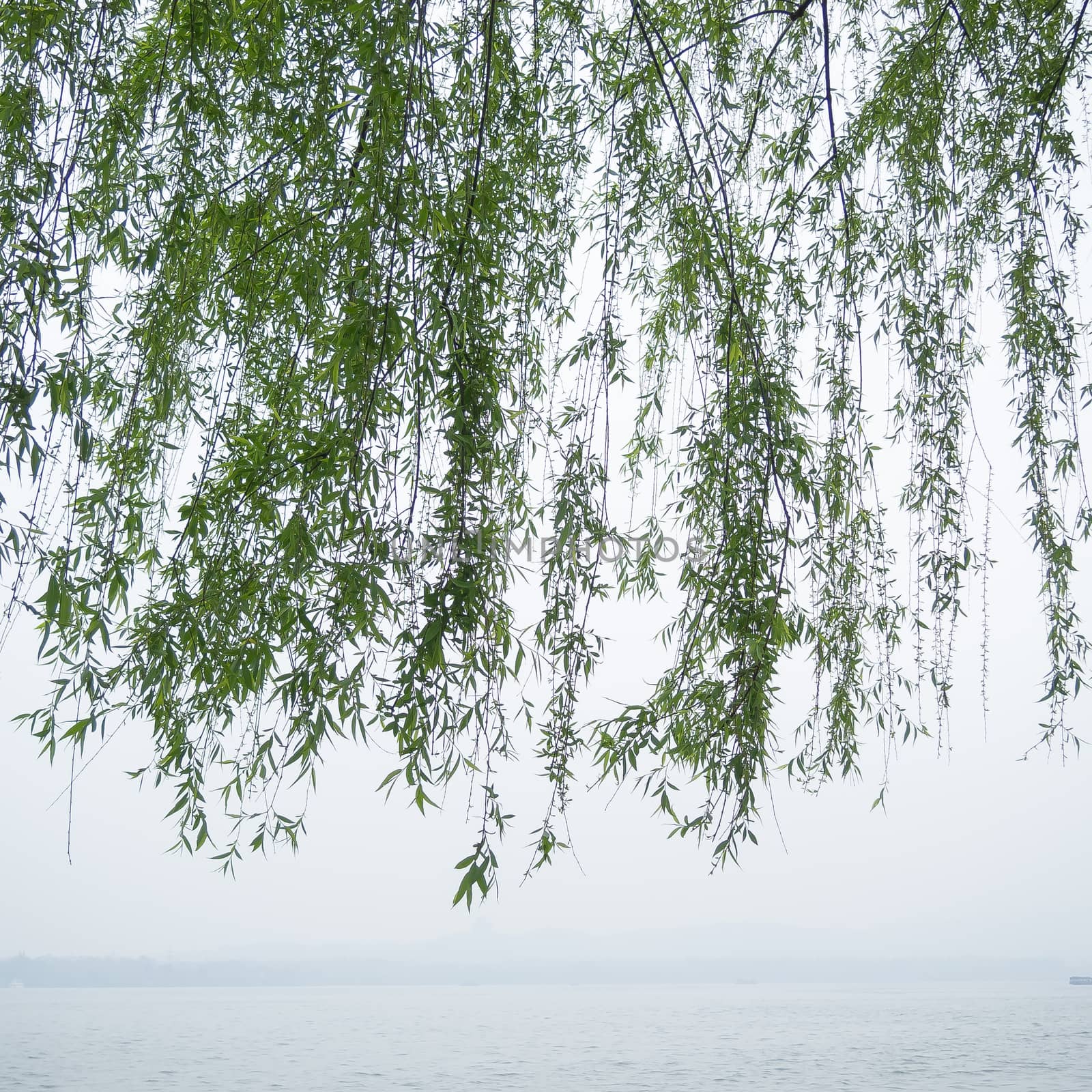 Chinese willow tree by simpleBE