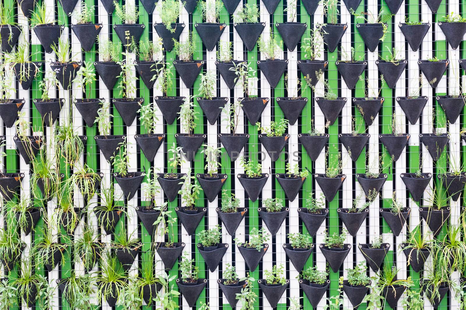 Vertical garden as a green urban wall.