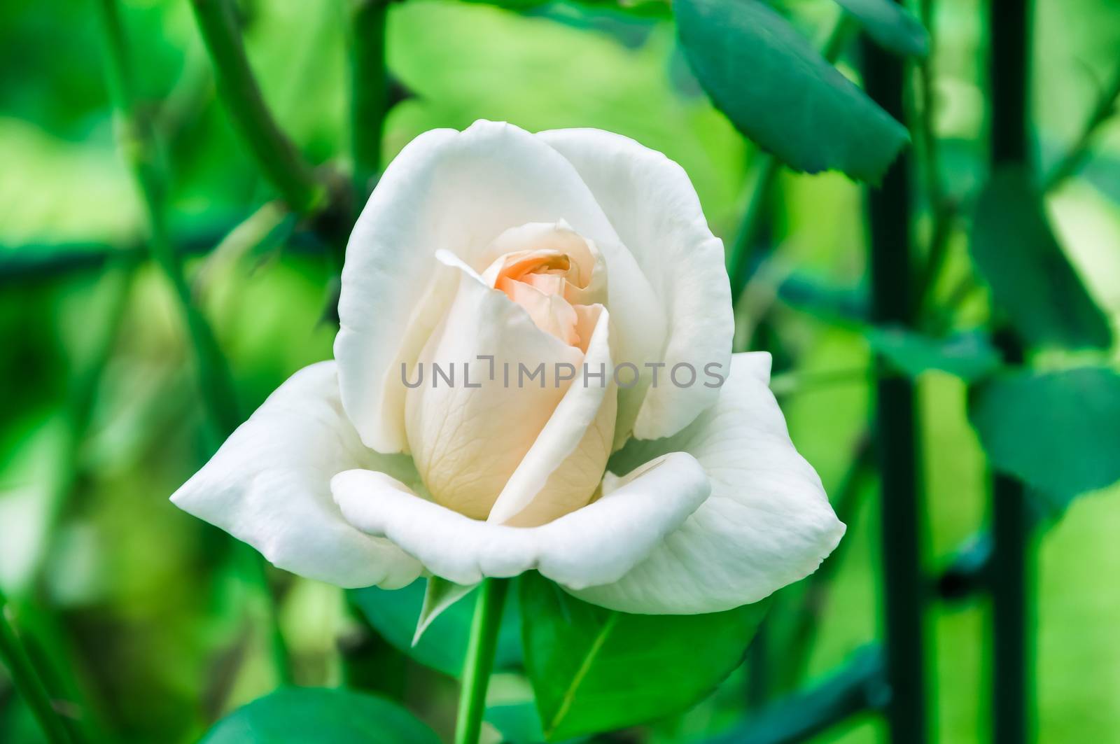 WHITE ROSES IN THE GARDEN. Nature background