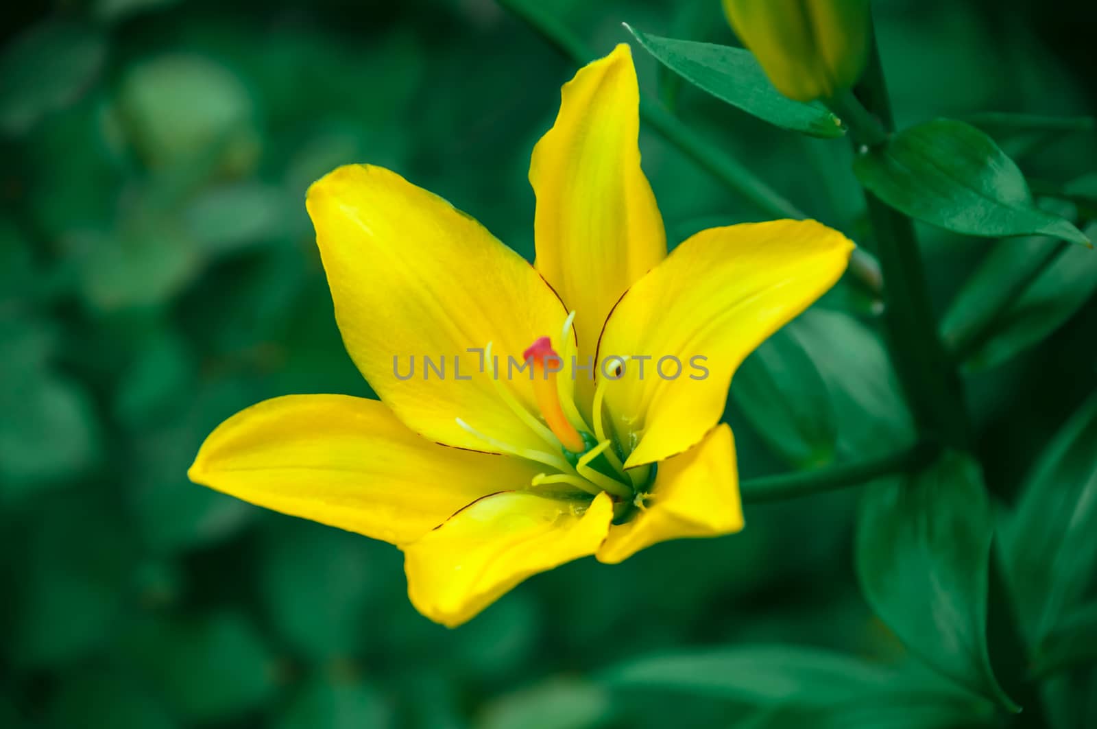 Beautiful flower yellow lilies in the garden