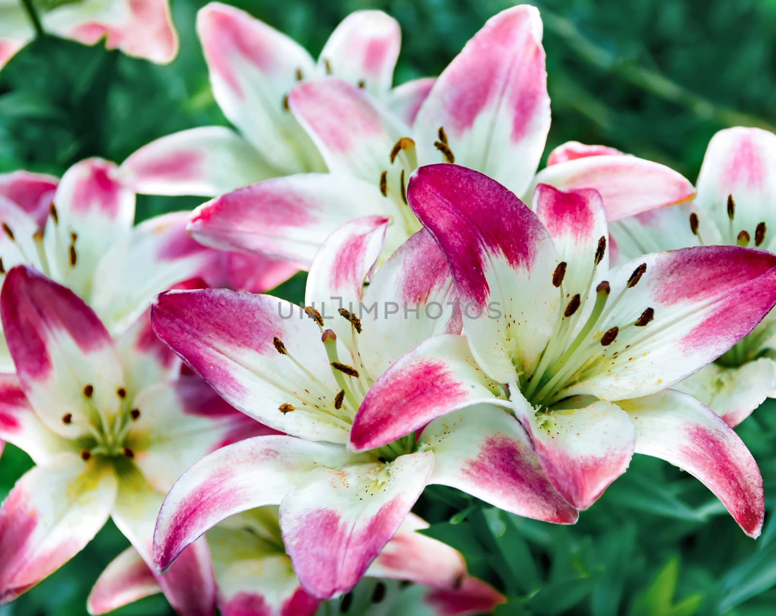 Beautiful flower colorful pink lilies in the garden