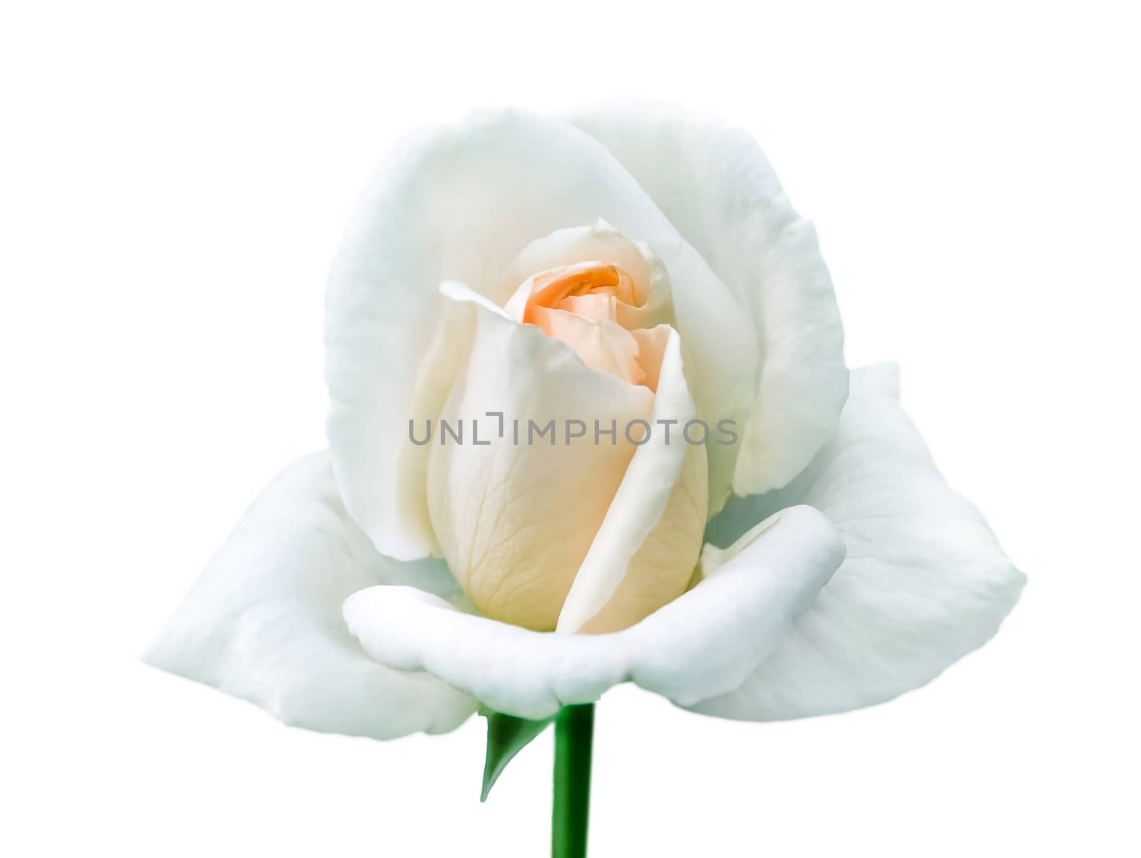 Single white rose on isolated white background.
