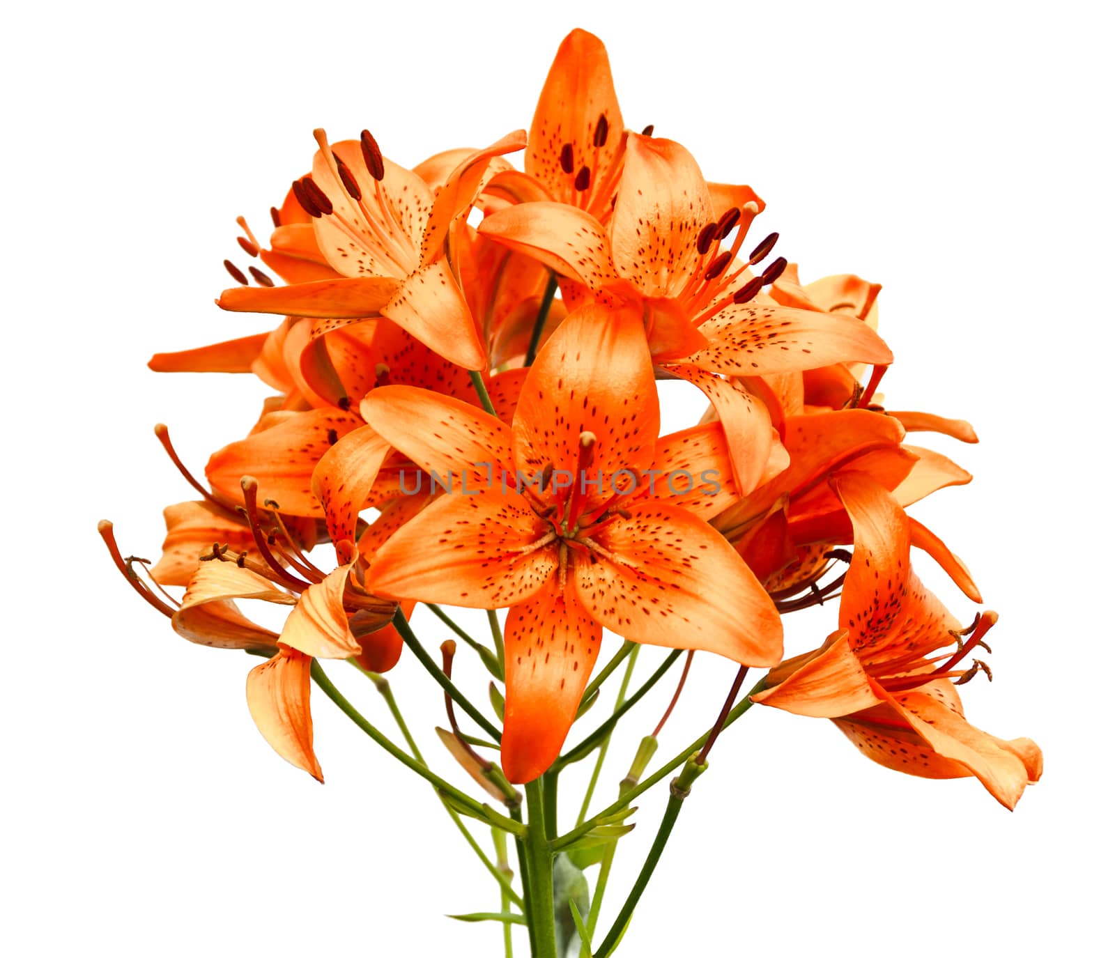Orange lily flowers isolated on white by zeffss