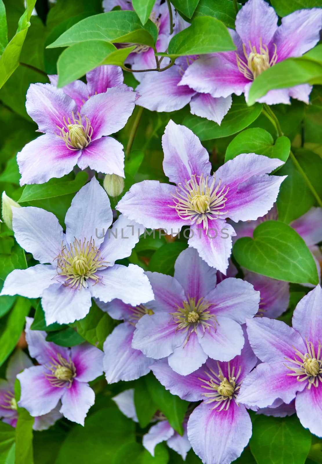 Purple clematis flowers on a natural by zeffss