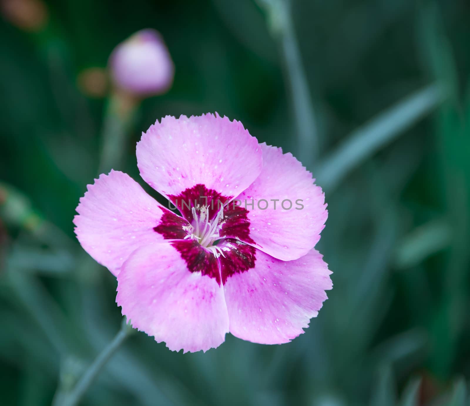 Wild pink carnation on natural background , there are pictures of this series