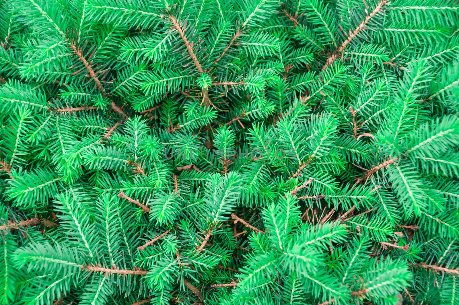 Natural background of green fir branches , there are pictures of this series