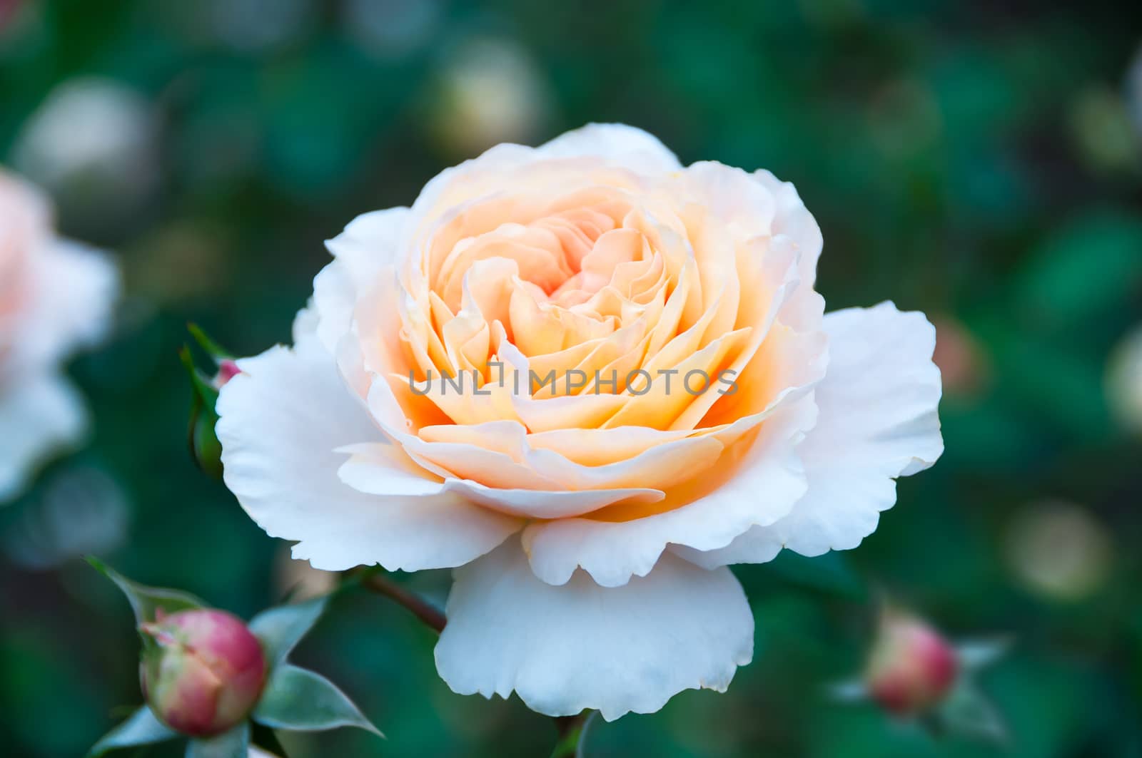 Flower pink rose on a natural background