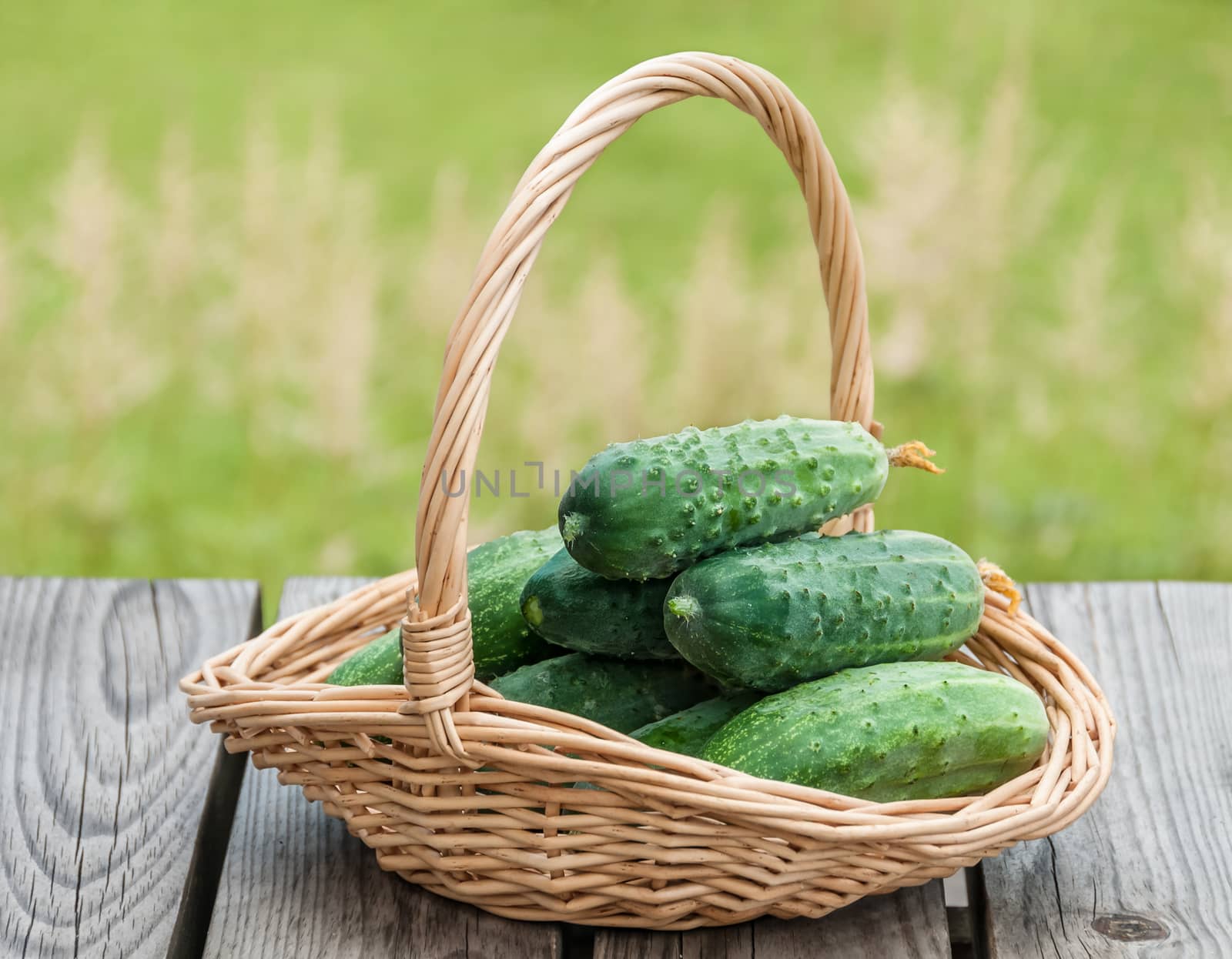 Cucumbers in a basket on  background of nature by zeffss