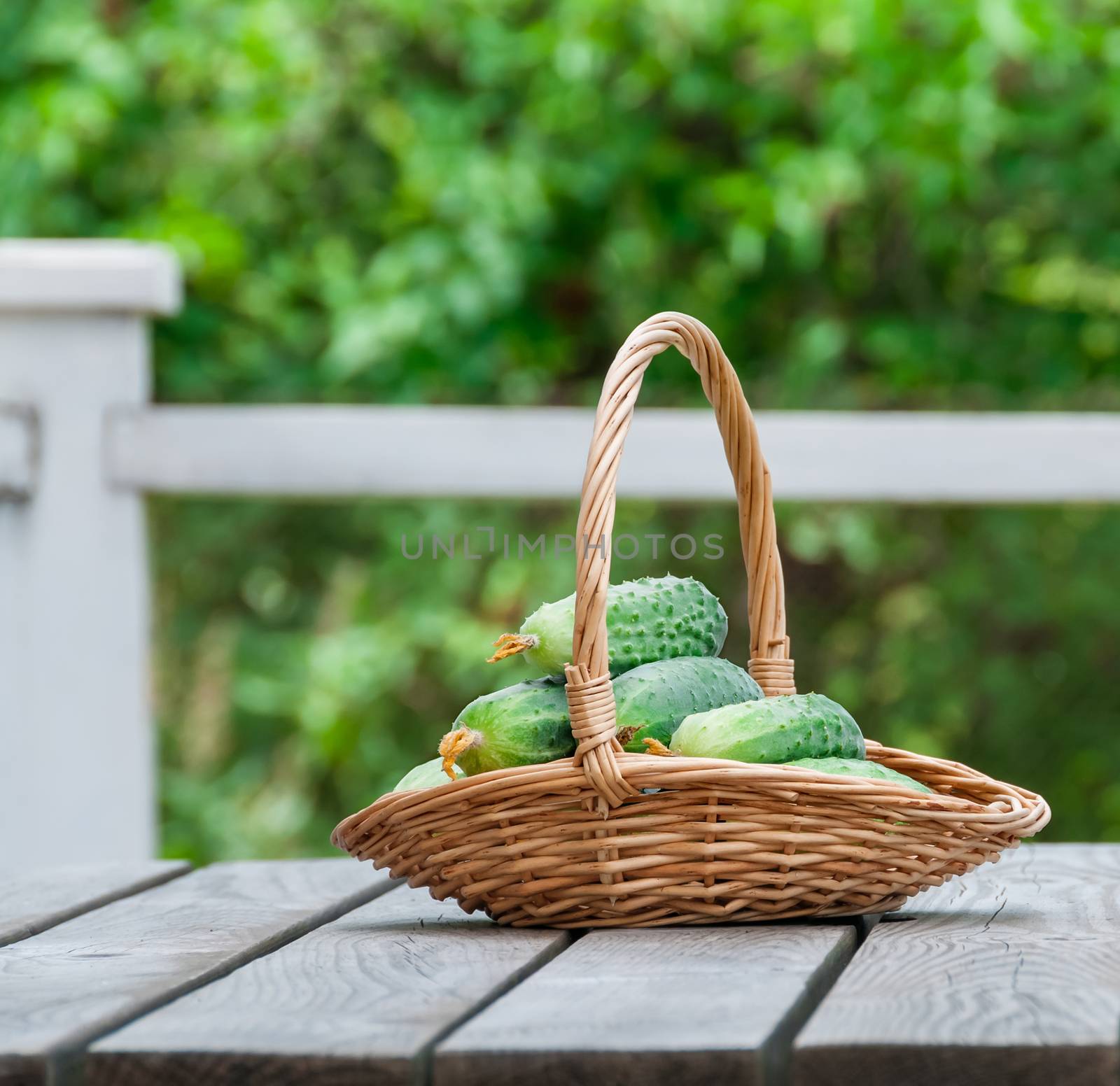 Cucumbers in a basket on a background of nature