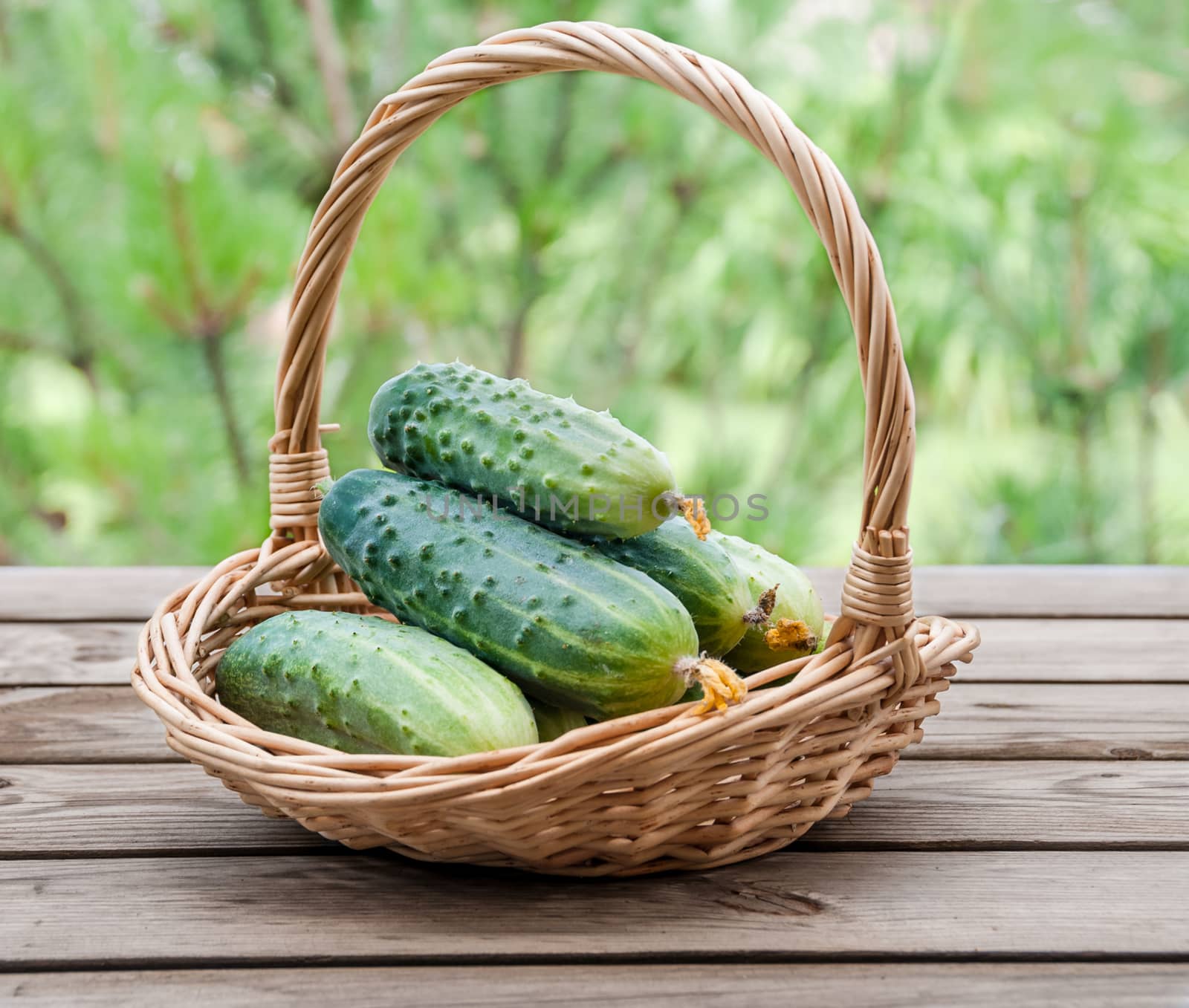Cucumbers in a basket on a background of nature