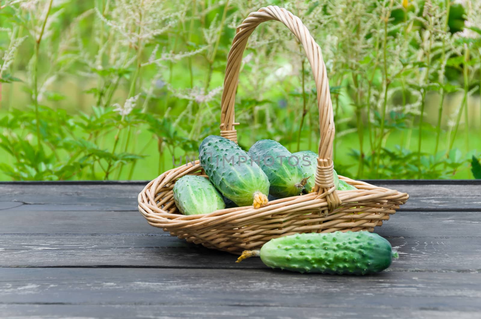 Cucumbers in a basket on  background of nature