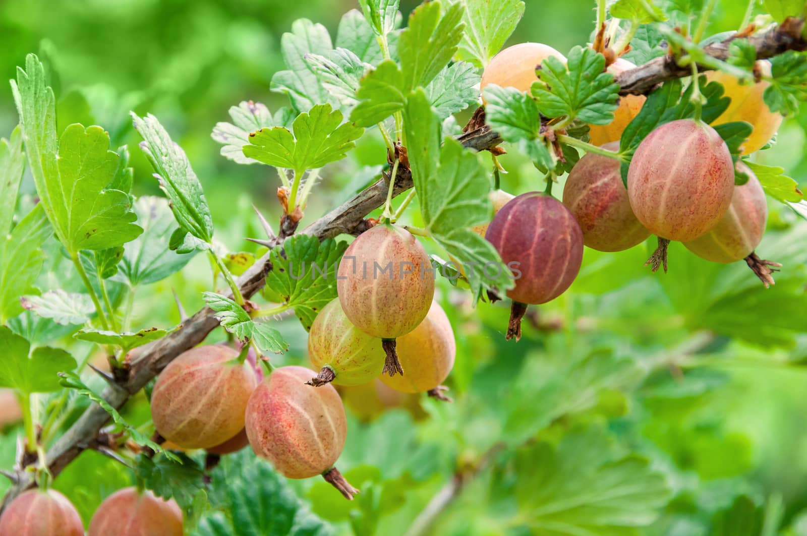 Gooseberry. Fresh and ripe  berries gooseberries on branch gowin by zeffss