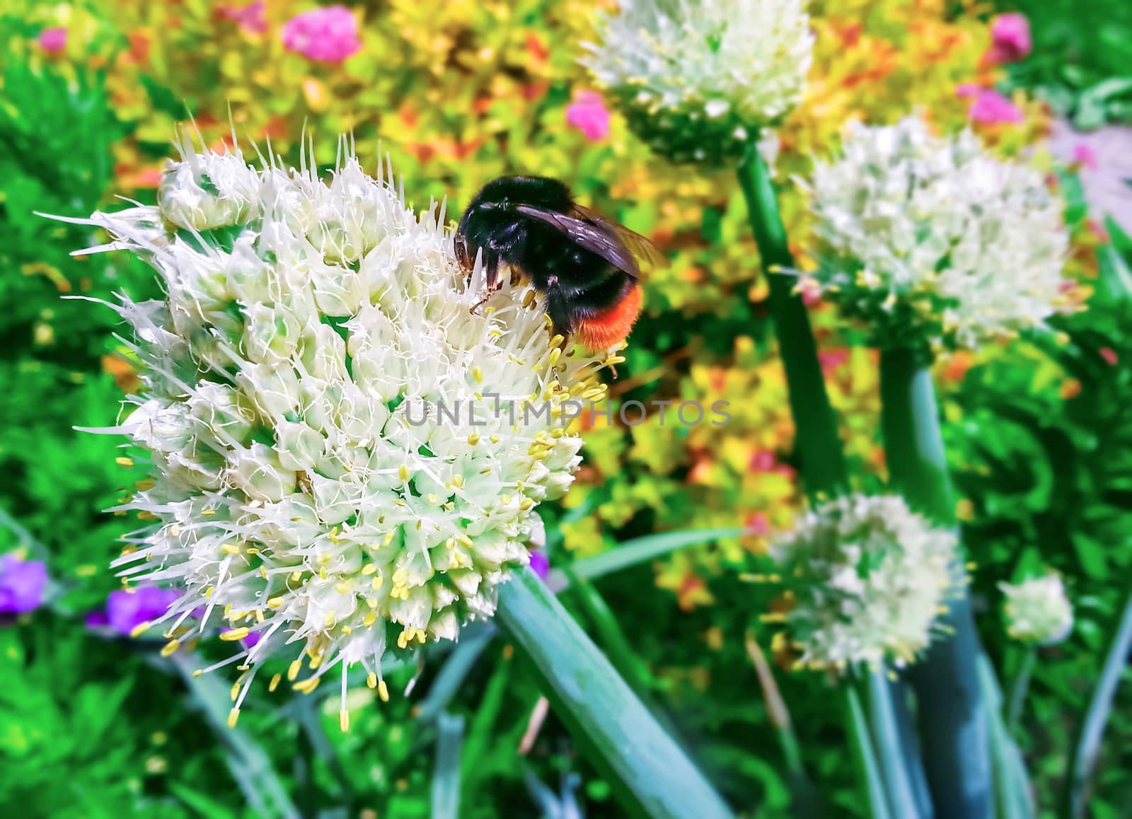 Bumblebee  collects pollen from a  flower on background flowering plants.