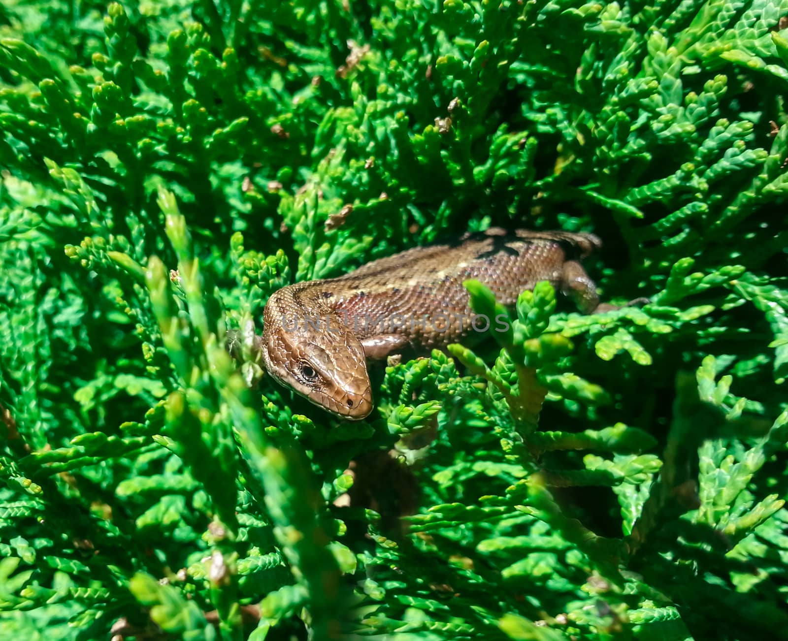 A brown lizard on bush arborvitae. Animals