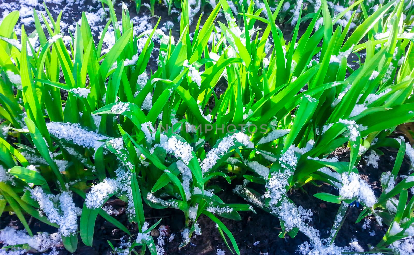 Snow on the green grass . Nature and Weather