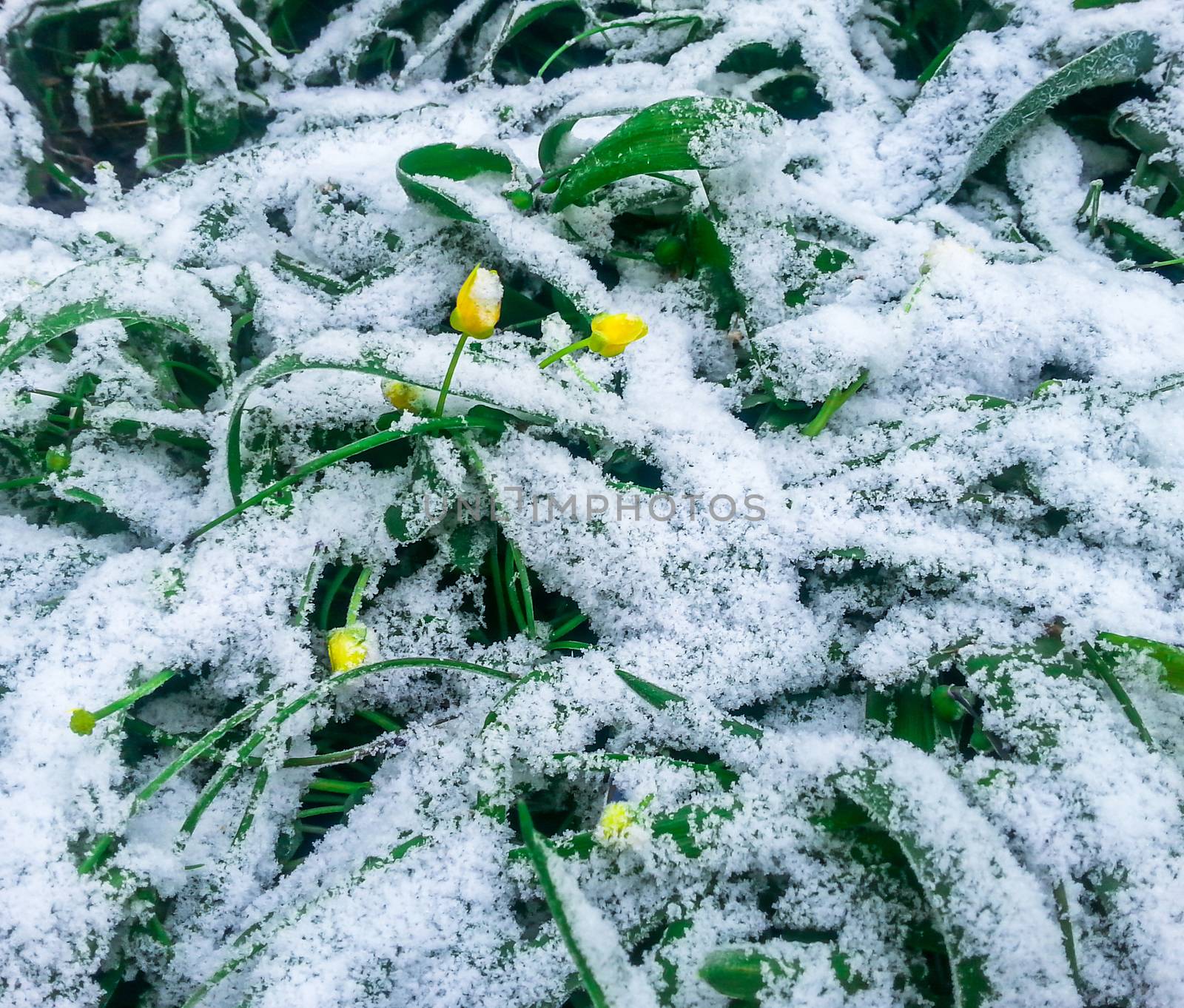 Snow on the green grass and flowers by zeffss