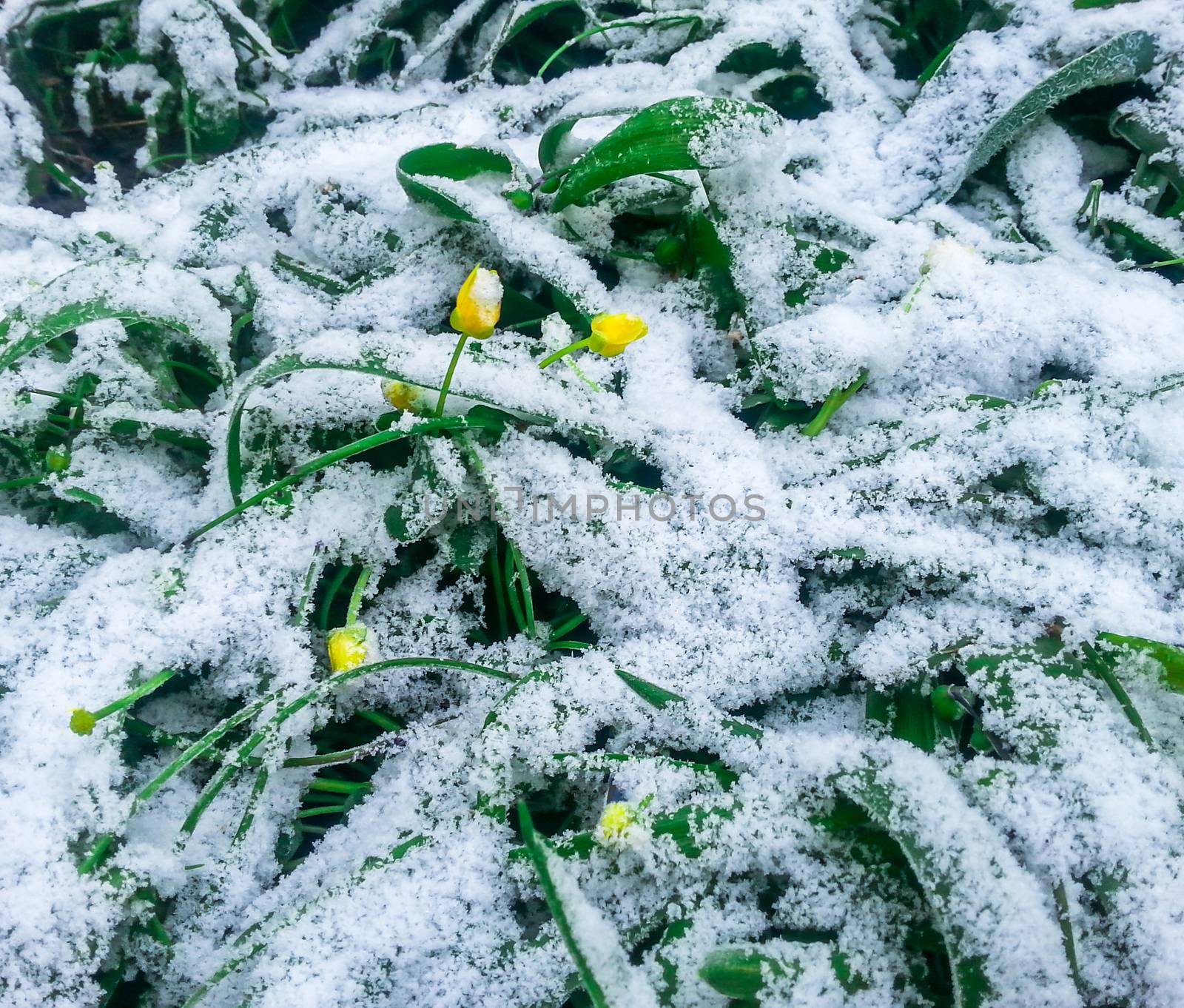 Snow on the green grass and flowers. Nature