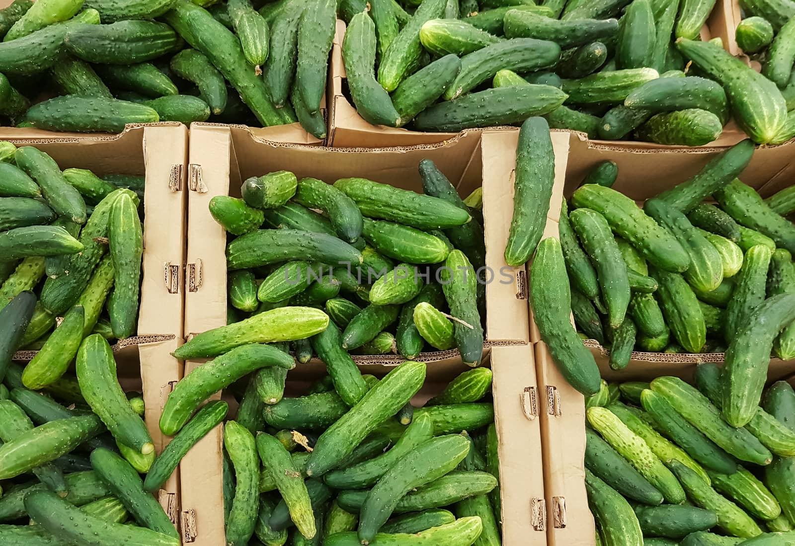 green cucumbers in boxes , there are pictures of this series