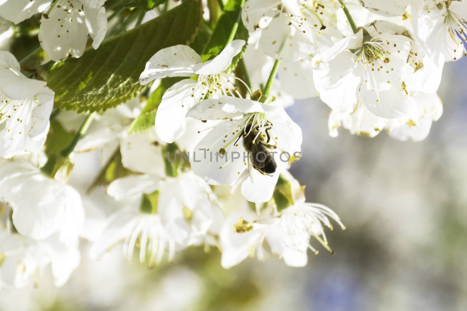 Bee on cherry blossom by Fr@nk