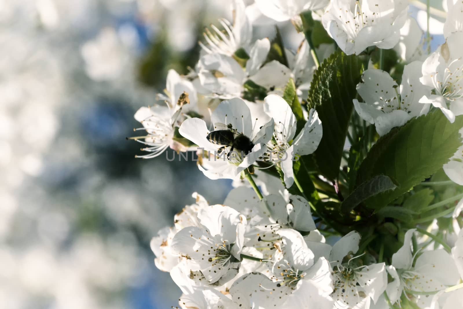 Bee on cherry blossom in spring