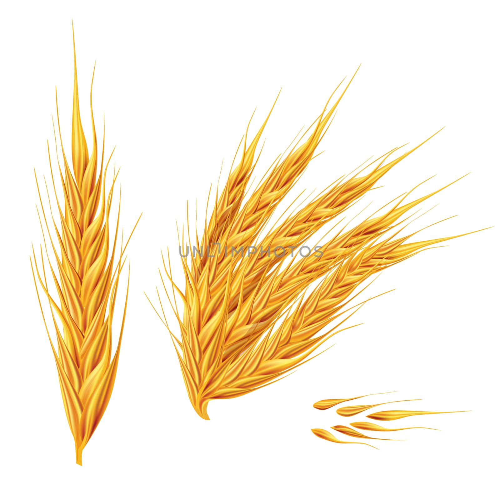 Ears of wheat on white background by ConceptCafe