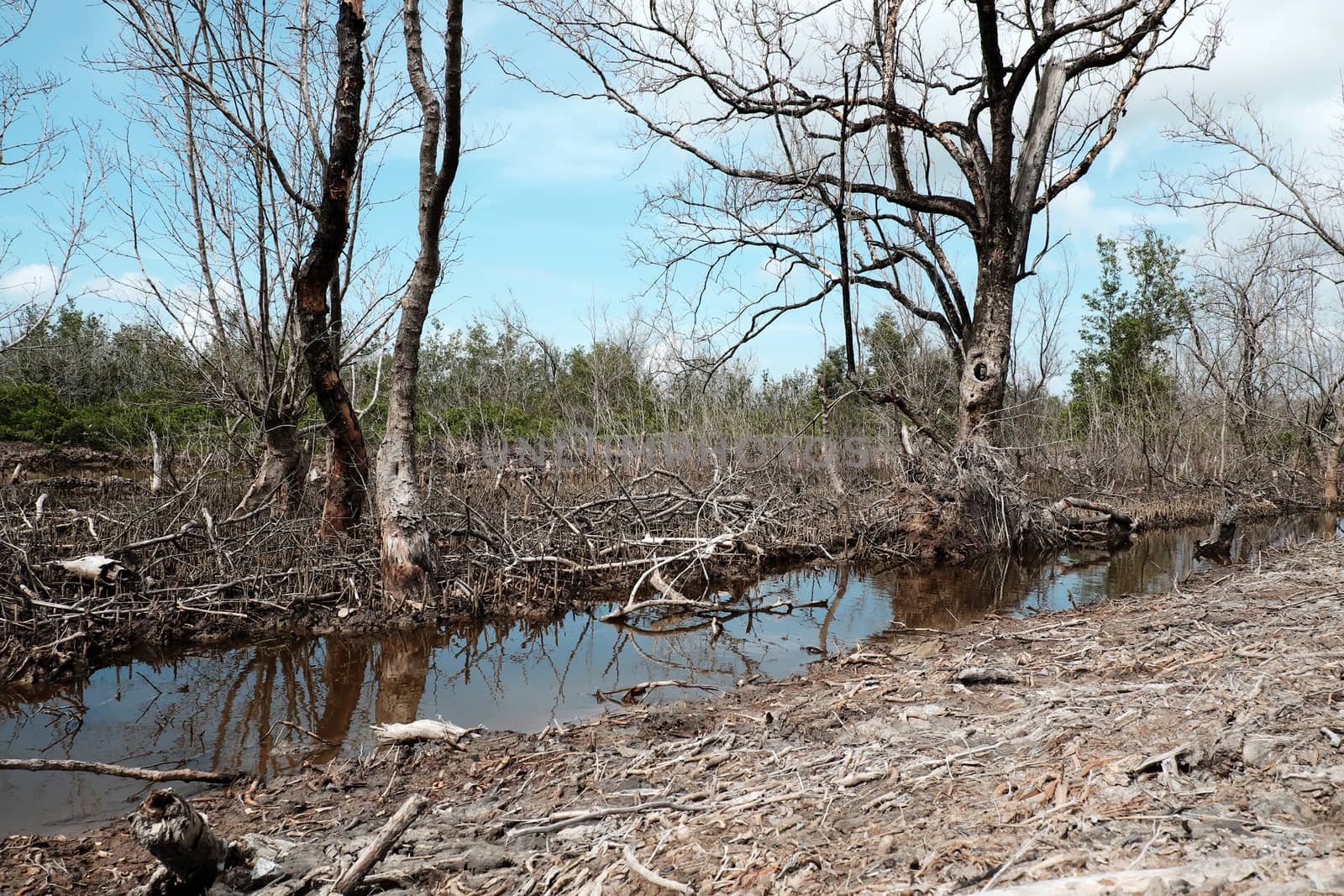 Dry mangrove forest at Ca Mau, Viet Nam, group of dried tree reflect on water, deforestation situation effect to environment, can make disaster