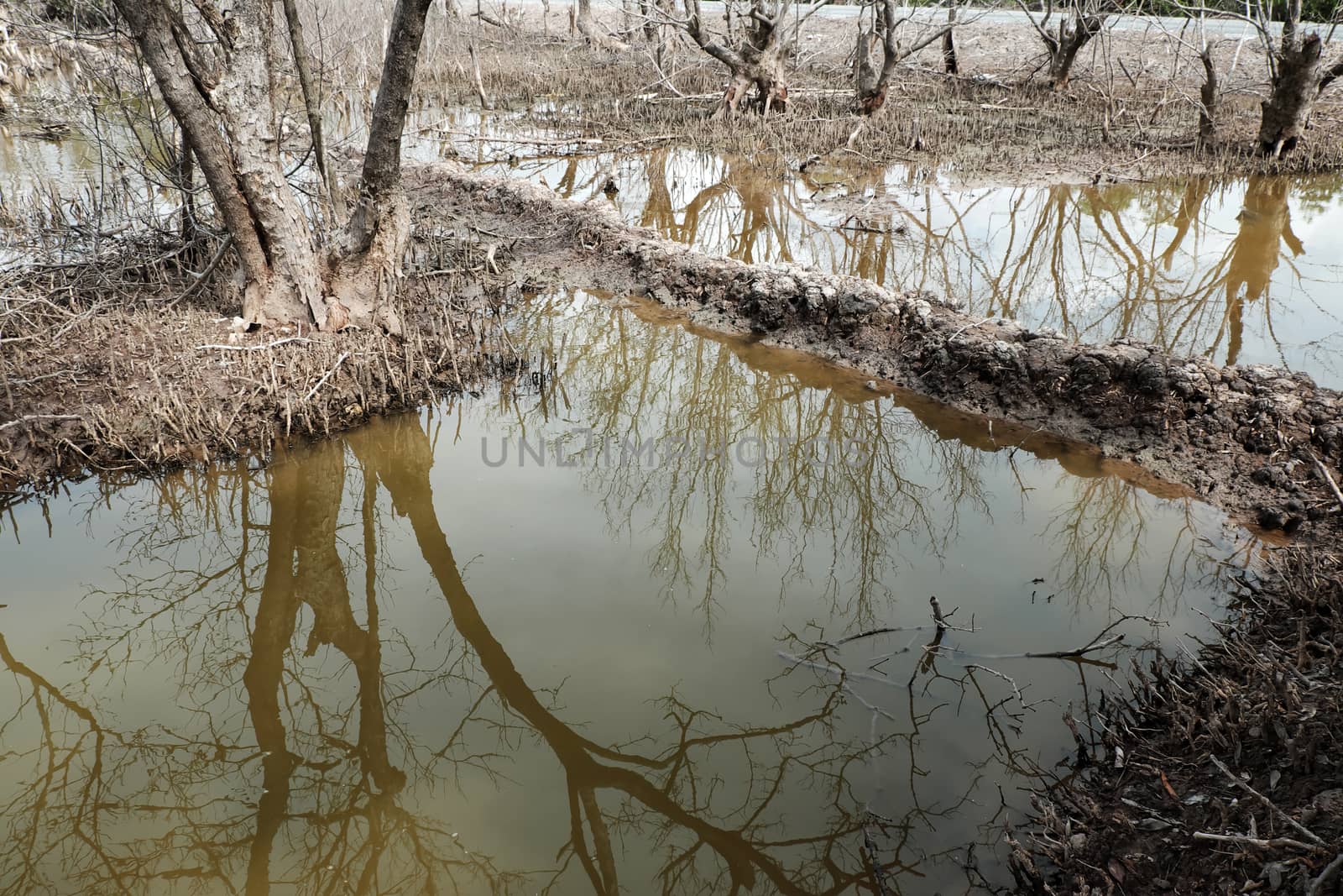 Dry mangrove forest, dried tree  by xuanhuongho