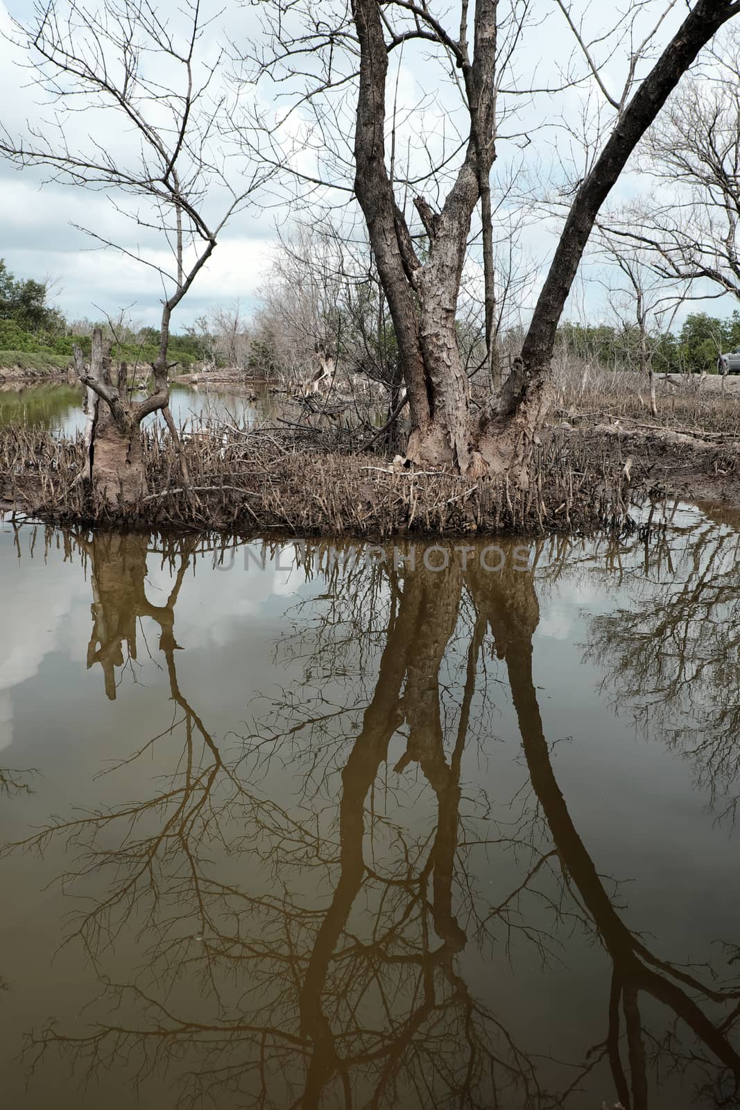 Dry mangrove forest at Ca Mau, Viet Nam, group of dried tree reflect on water, deforestation situation effect to environment, can make disaster