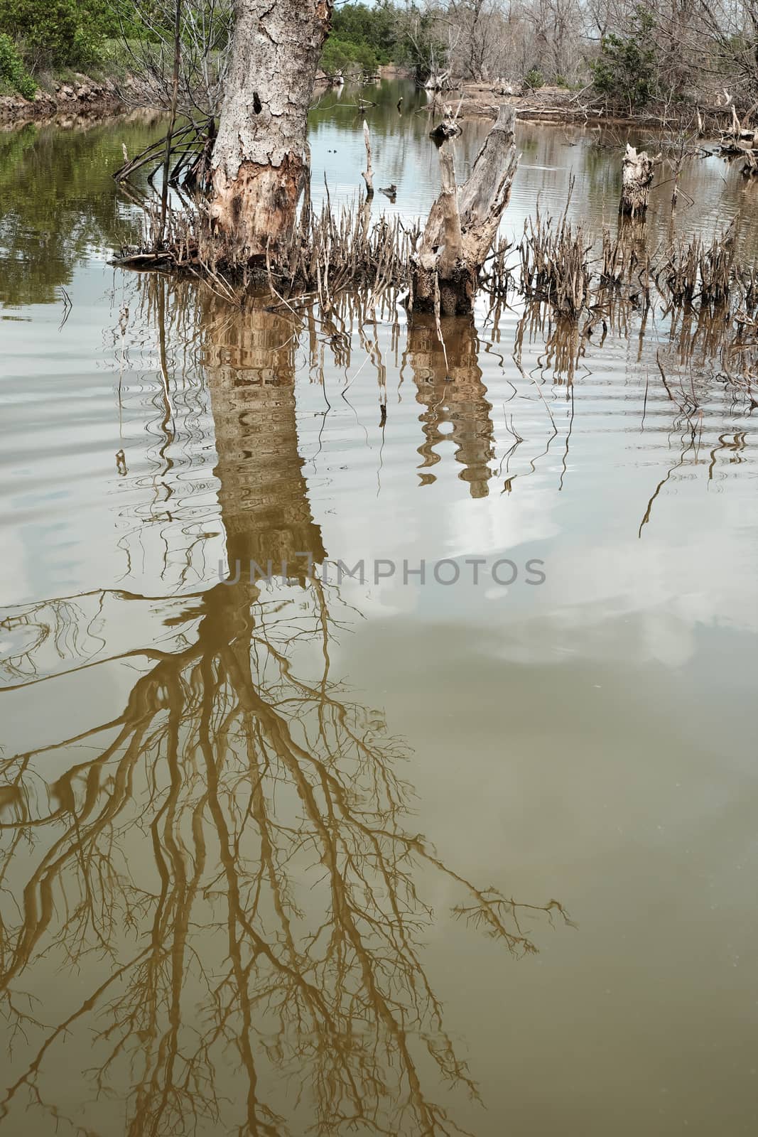 Dry mangrove forest, dried tree  by xuanhuongho