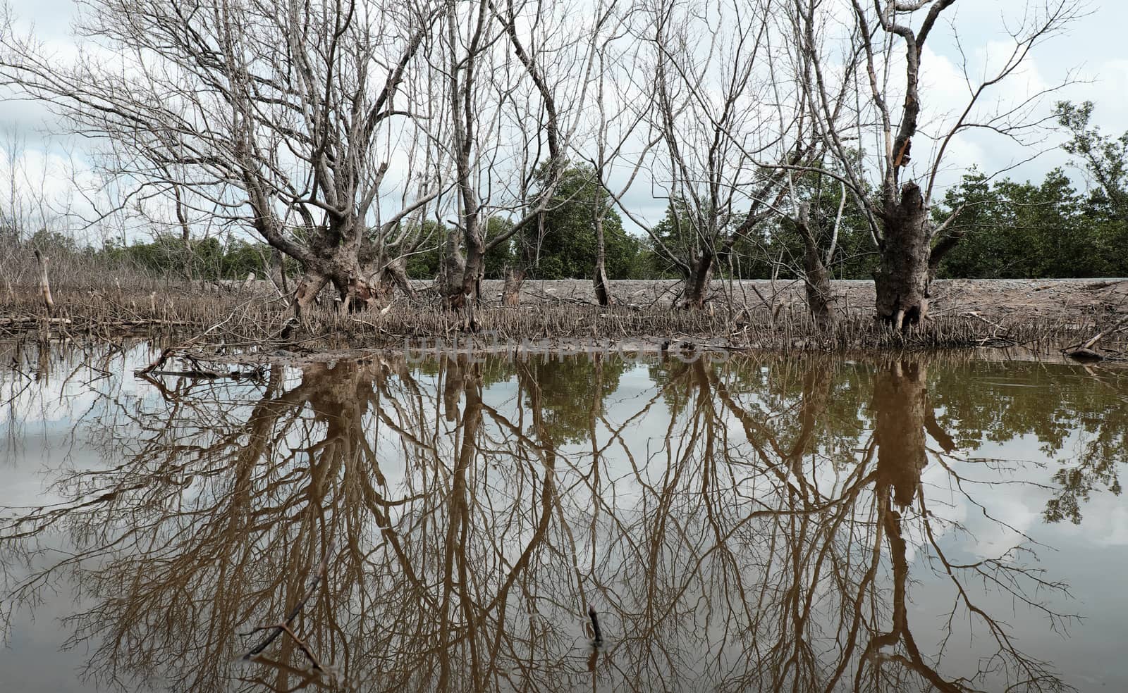 Dry mangrove forest at Ca Mau, Viet Nam, group of dried tree reflect on water, deforestation situation effect to environment, can make disaster